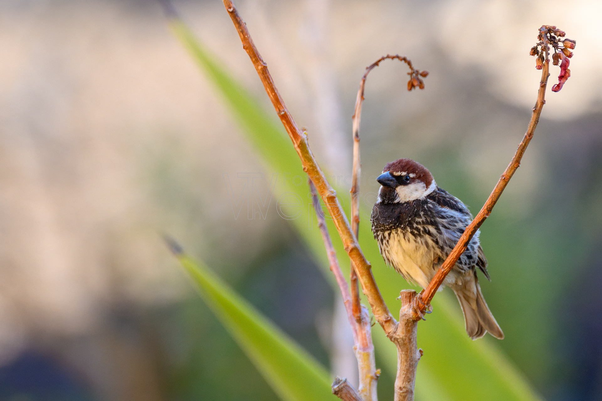 Weidensperling, Afrika