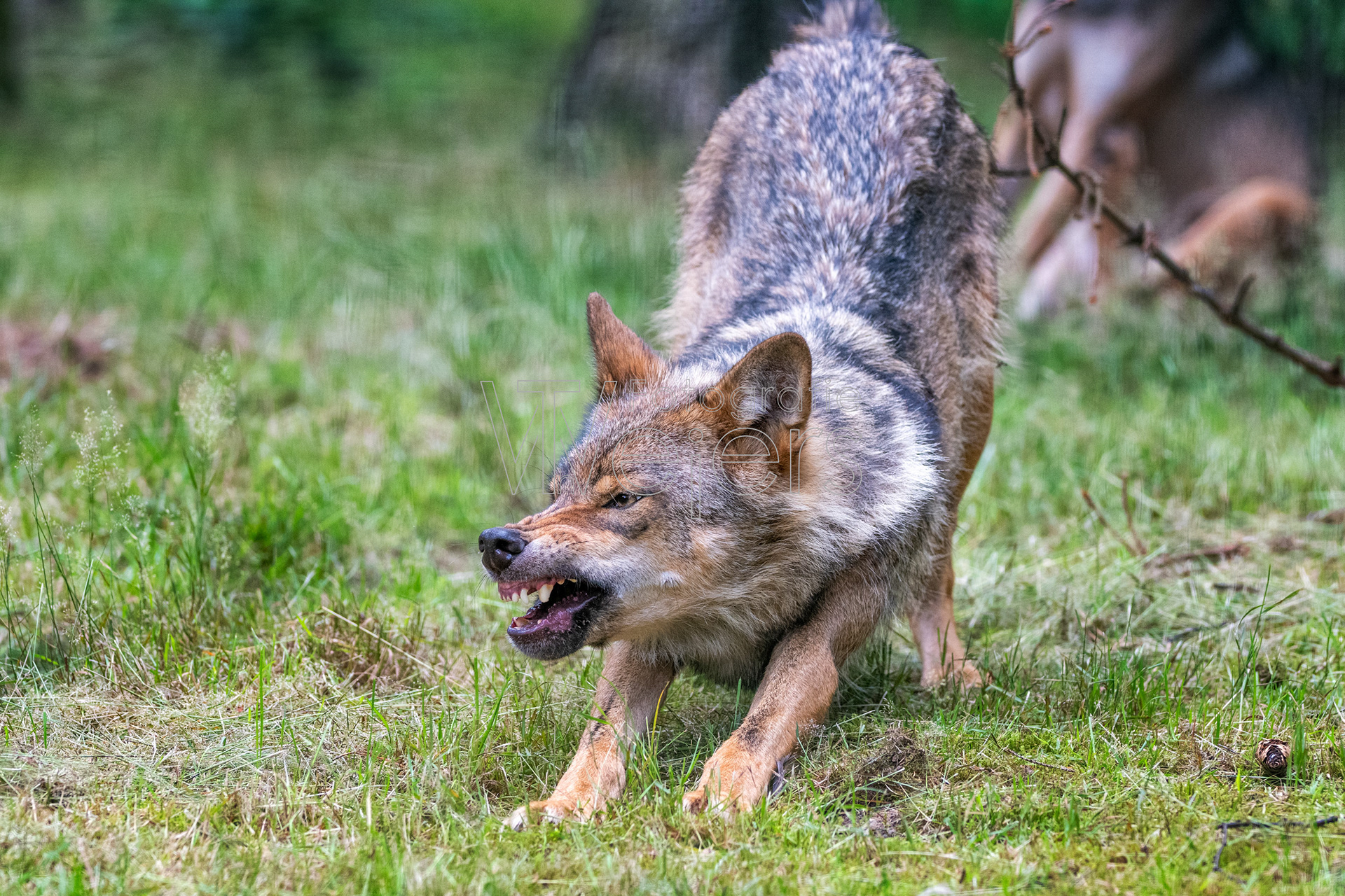 Wolf, Deutschland (WP)
