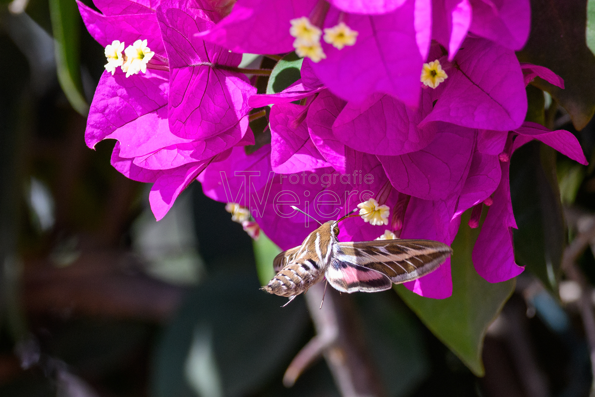 Taubenschwänzchen, Afrika