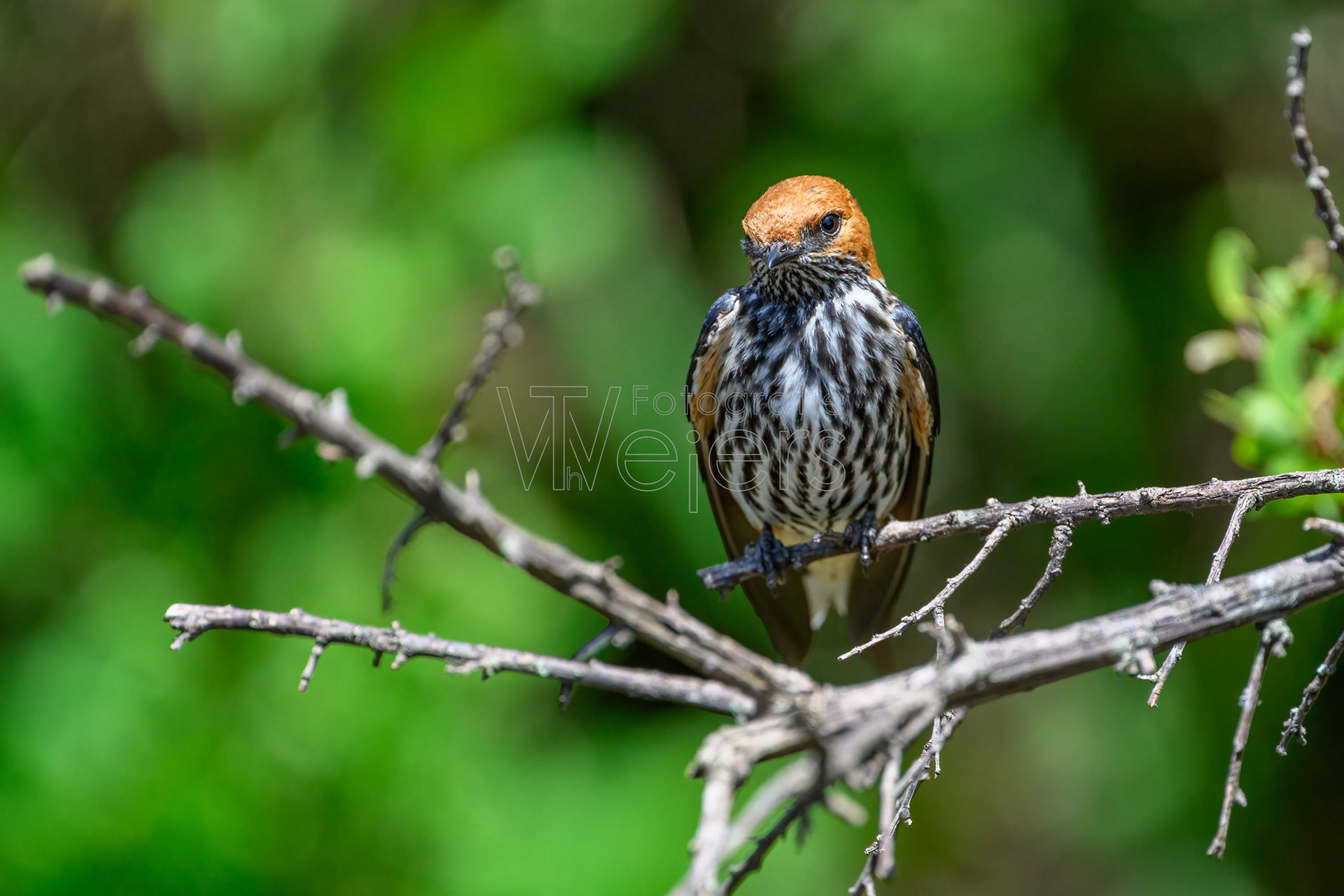 Maidschwalbe, Afrika