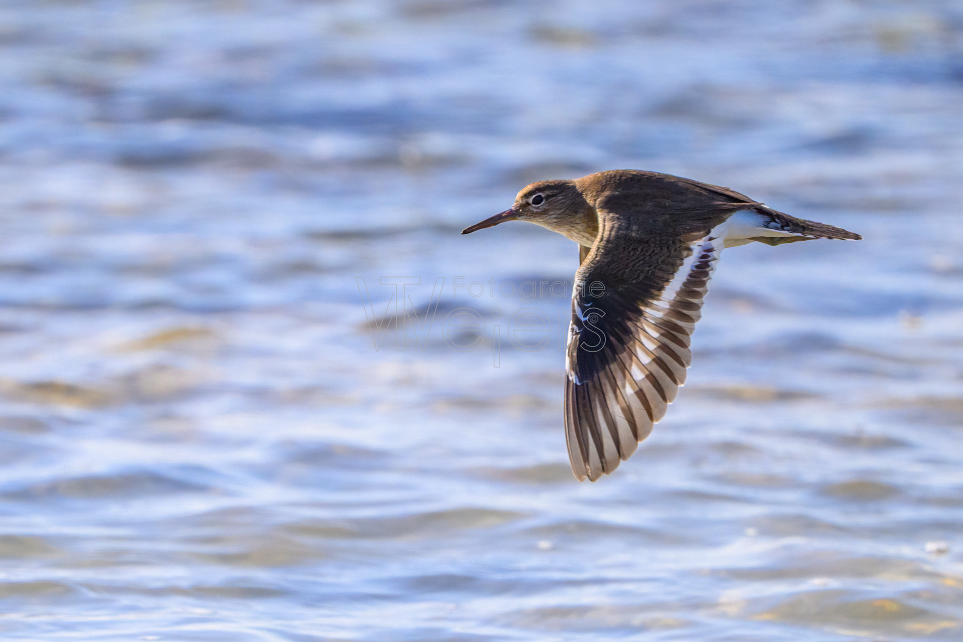 Flussuferläufer, Afrika