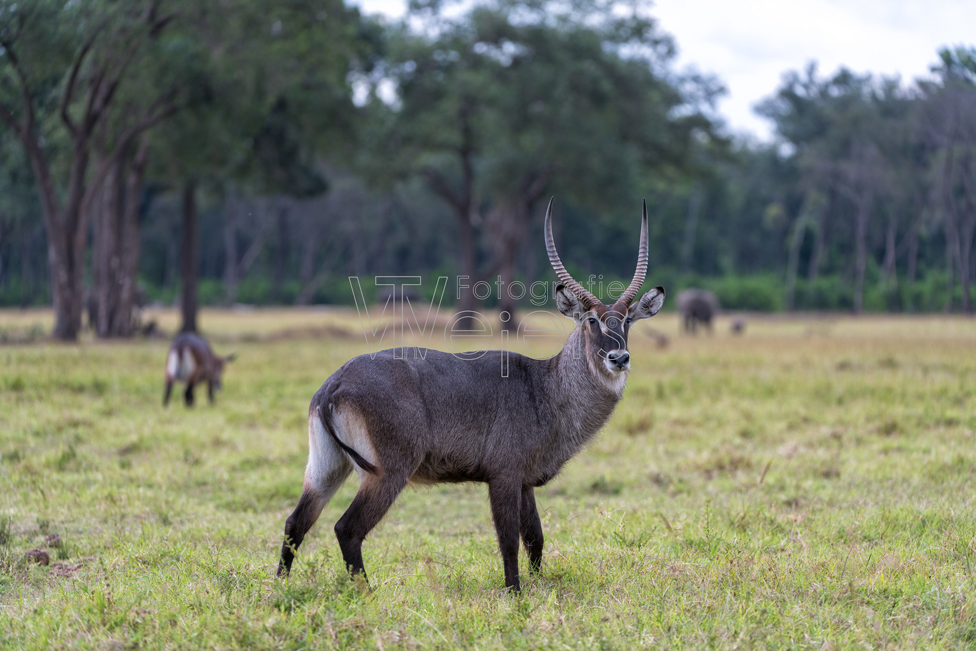 Defassa-Wasserbock, Afrika