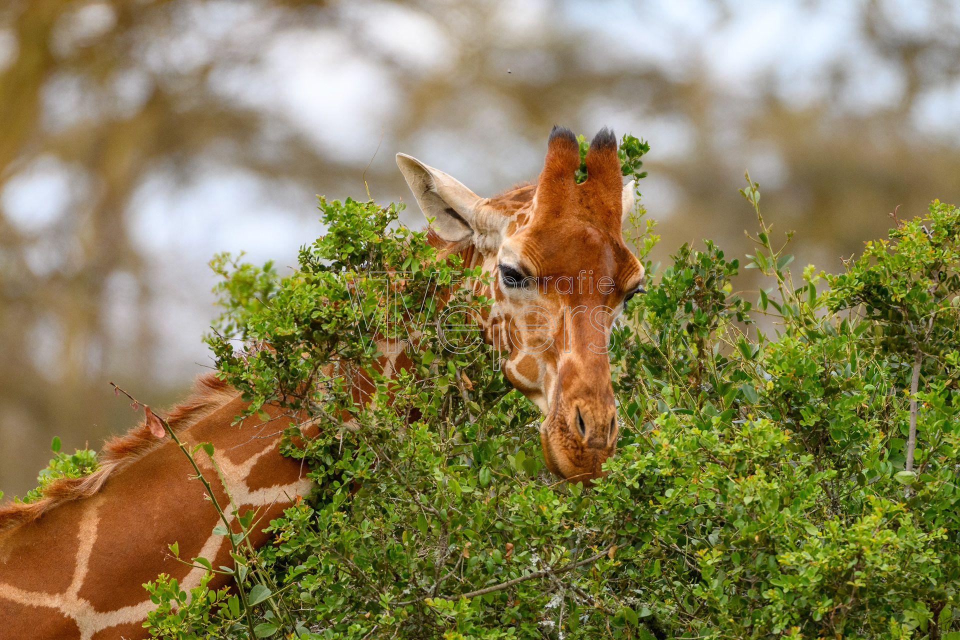 Netzgiraffe, Afrika