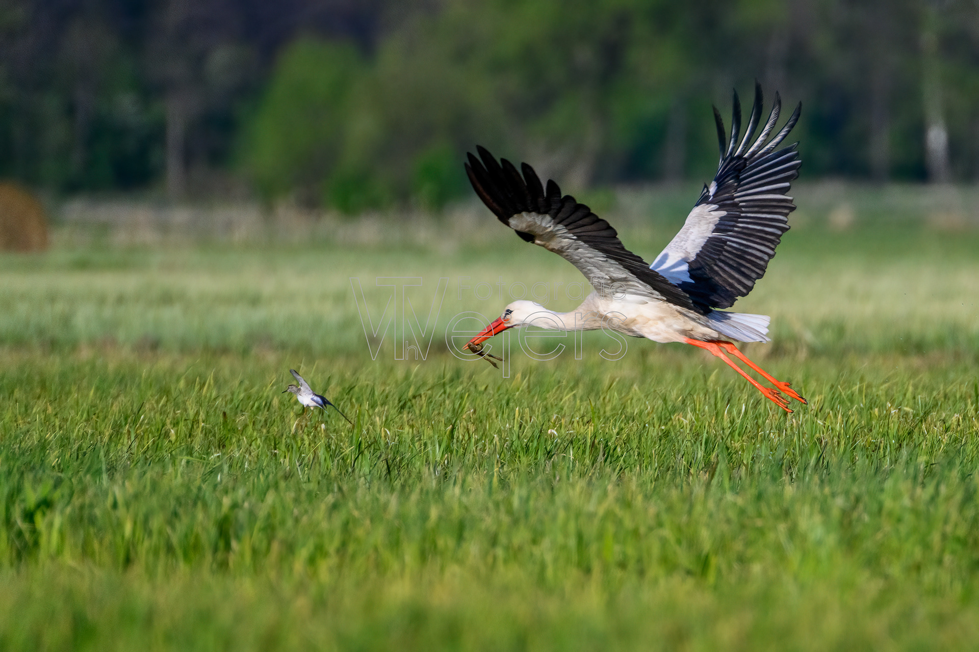 Weißstorch, Polen