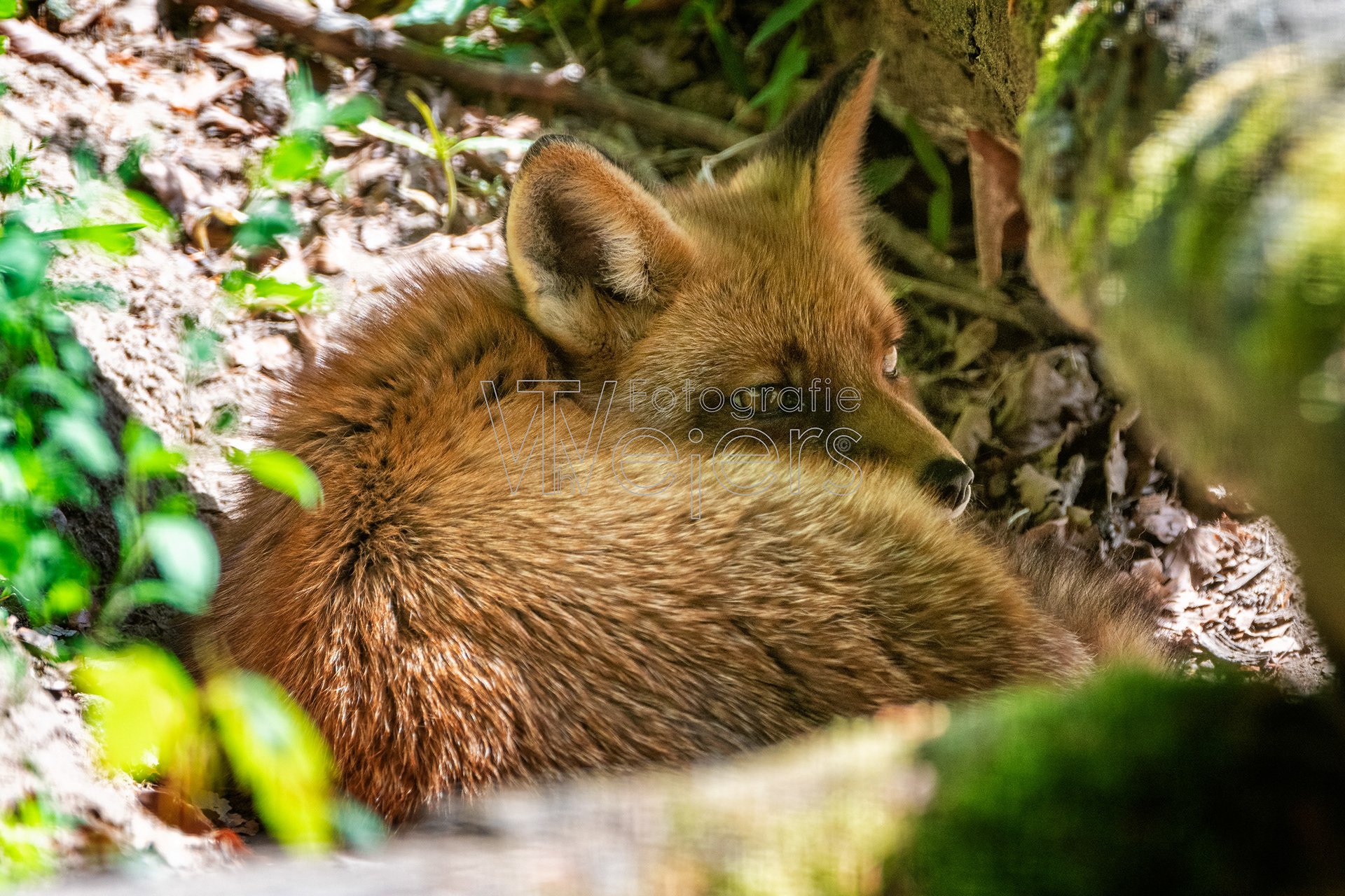 Rotfuchs, Deutschland (WP)