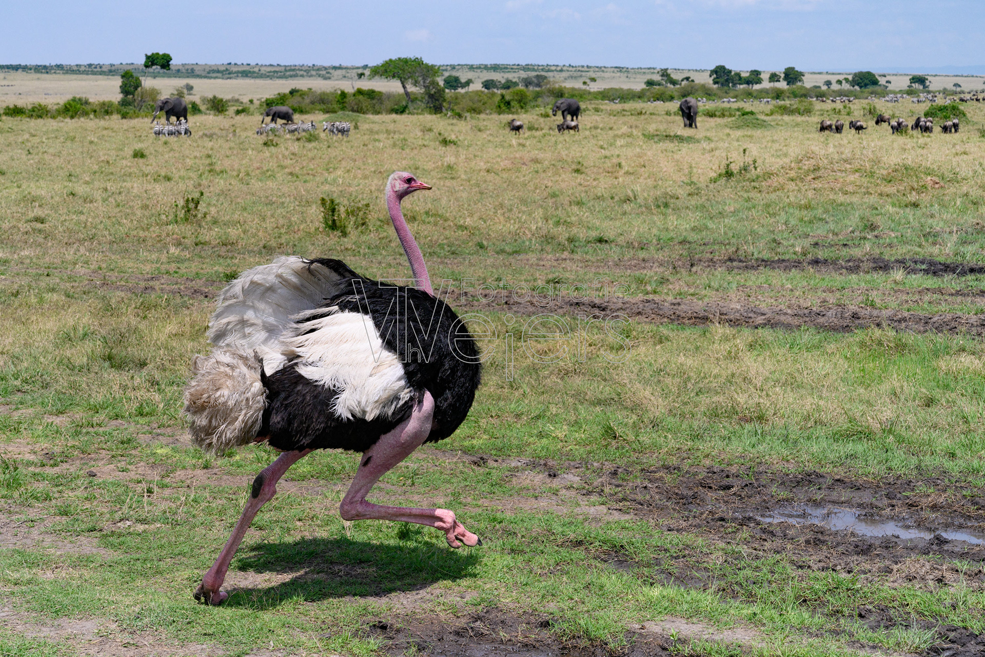 Südafrikanischer Strauß, Afrika