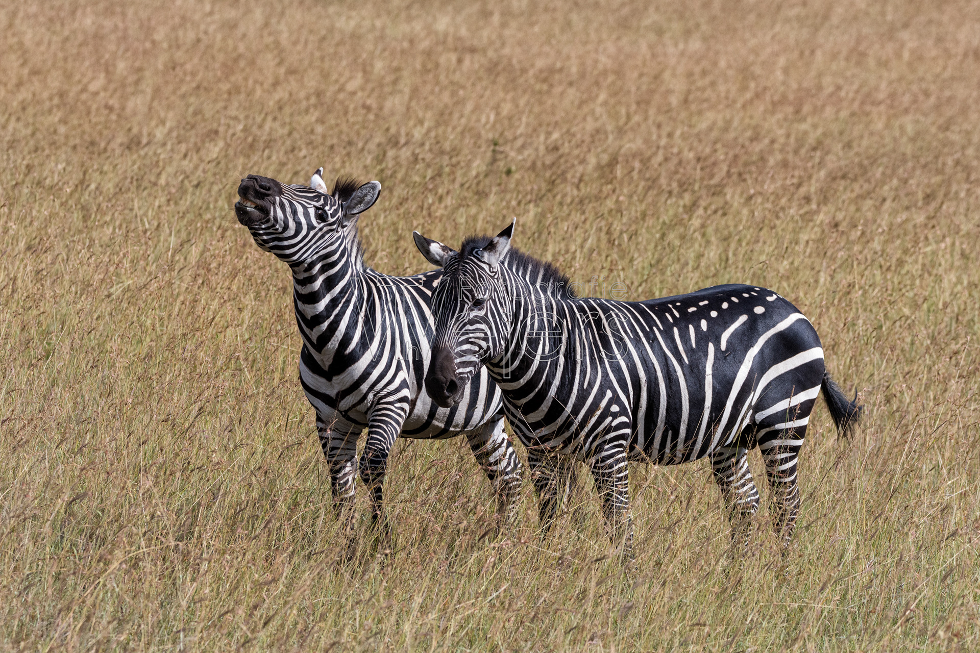 Steppenzebra, Afrika