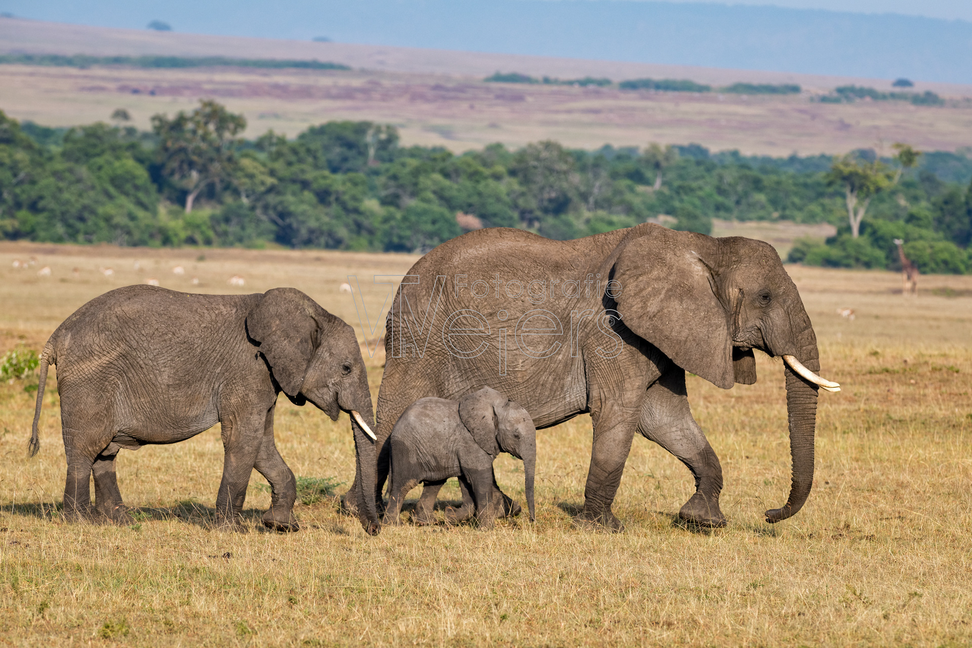 Elefant (afrikanischer), Afrika