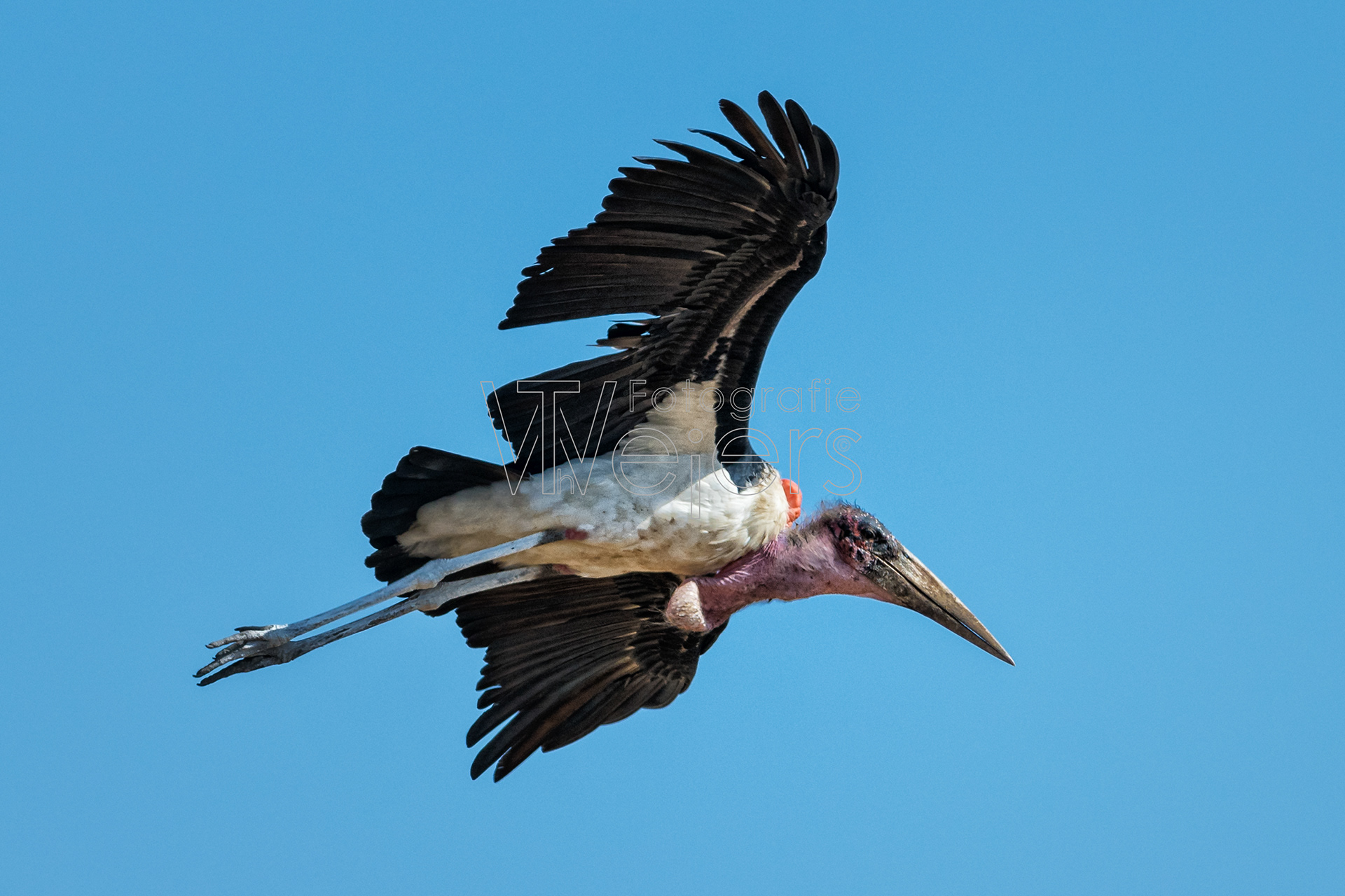 Marabu, Afrika