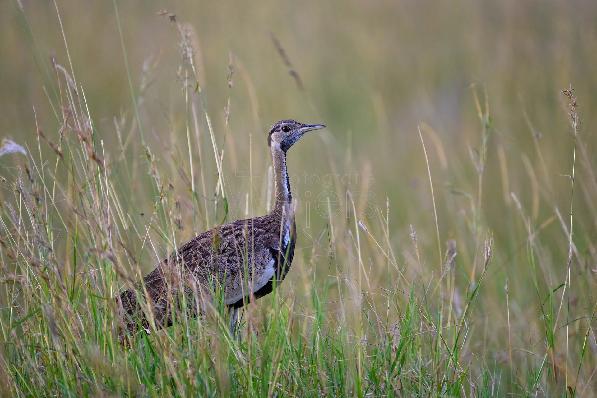 Schwarzbauchtrappe, Afrika