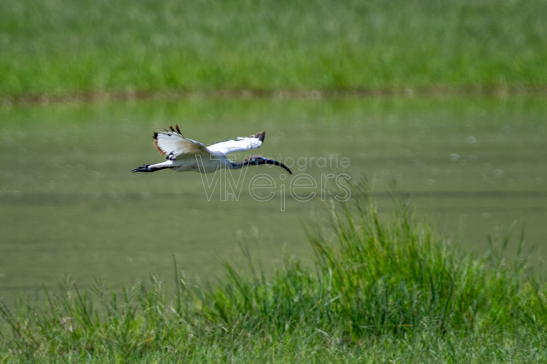 Heiliger Ibis, Afrika