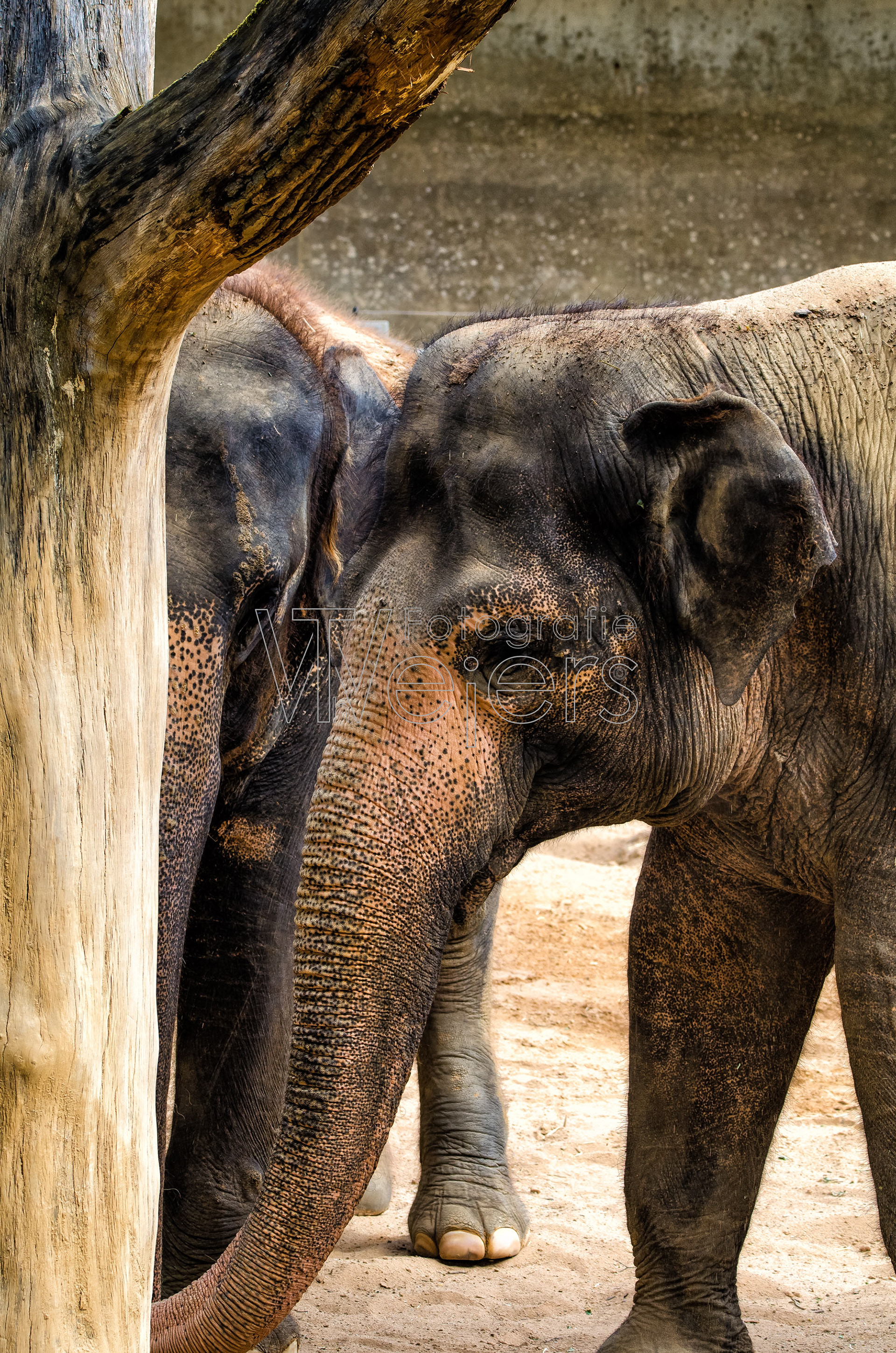 Elefant (indischer), Deutschland (WP)