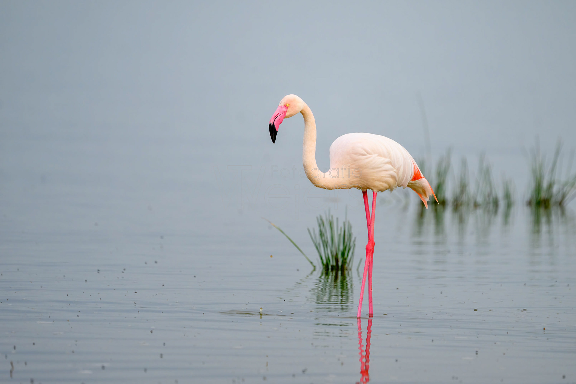 Rosaflamingo, Afrika