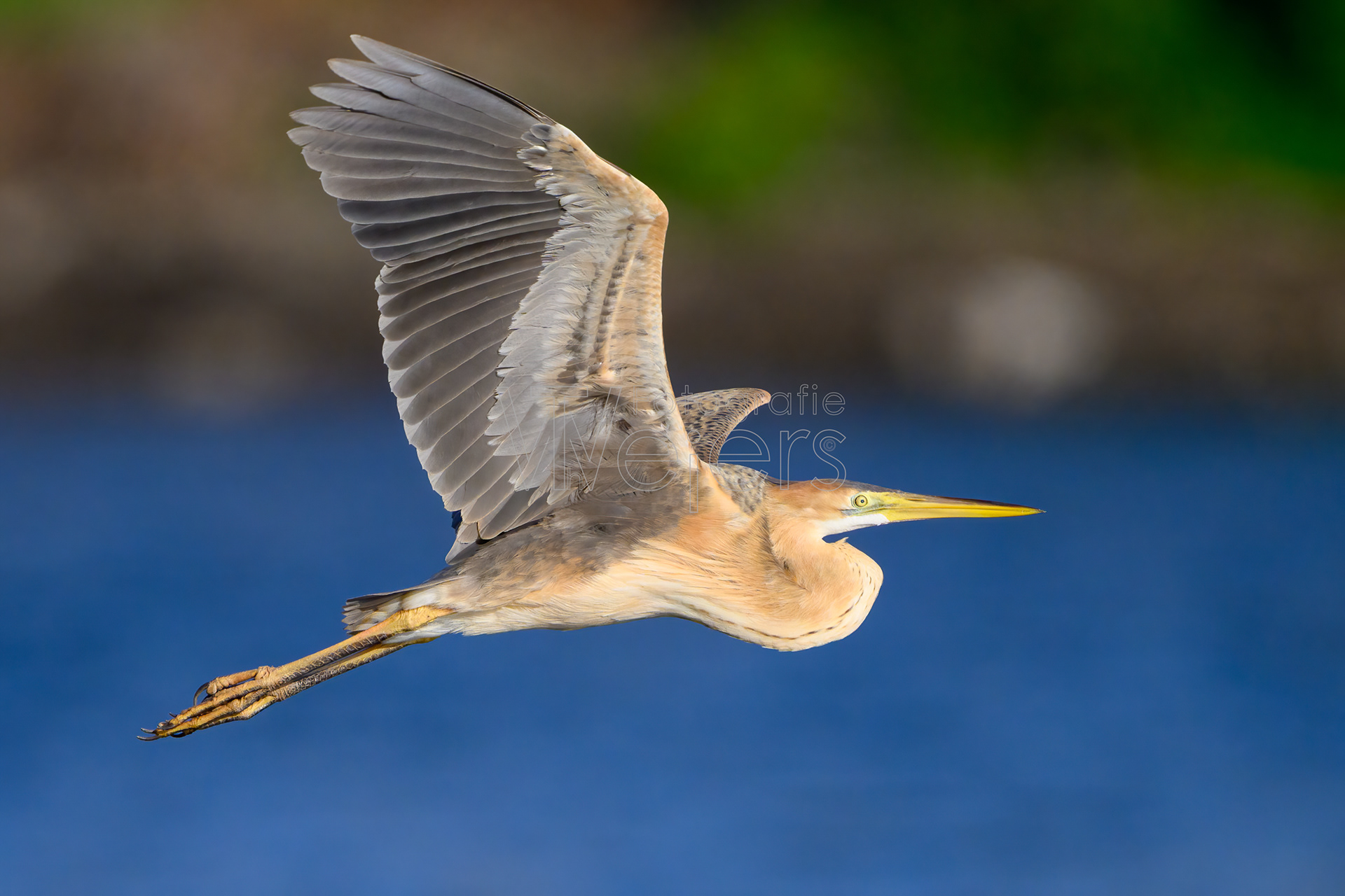 Purpurreiher, Afrika