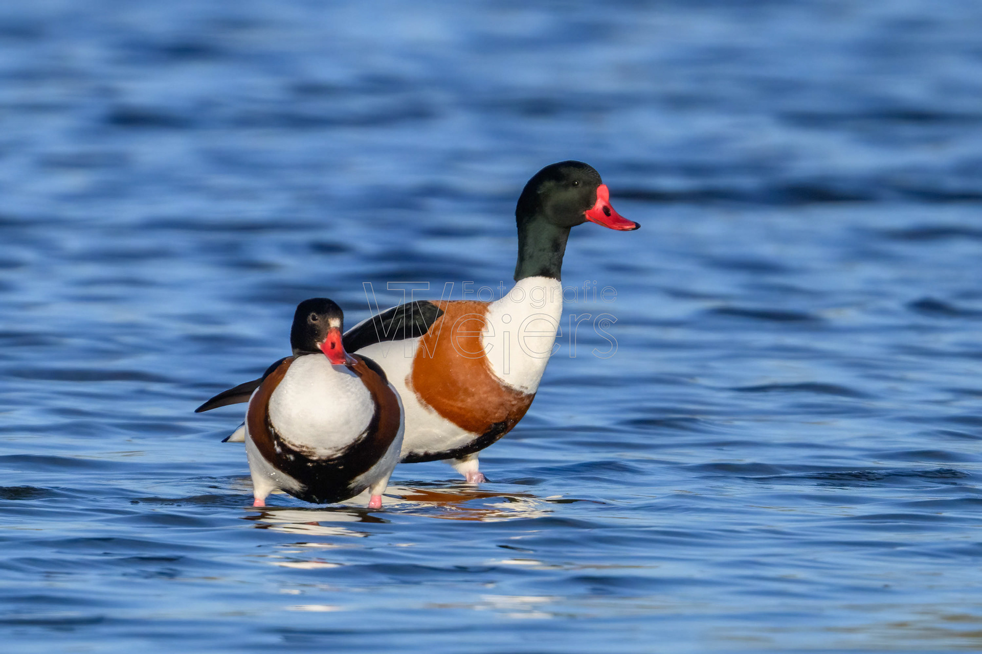 Brandgans, Deutschland