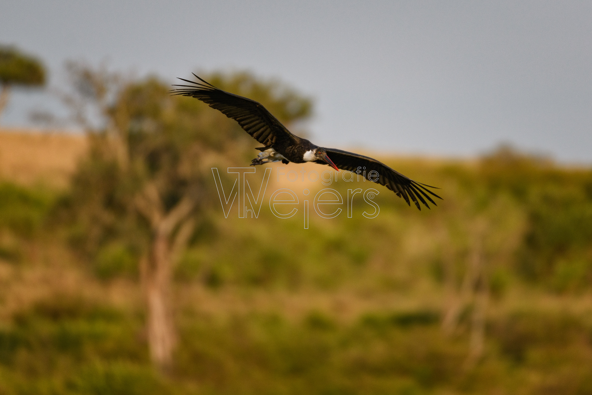 Wollhalsstorch, Afrika
