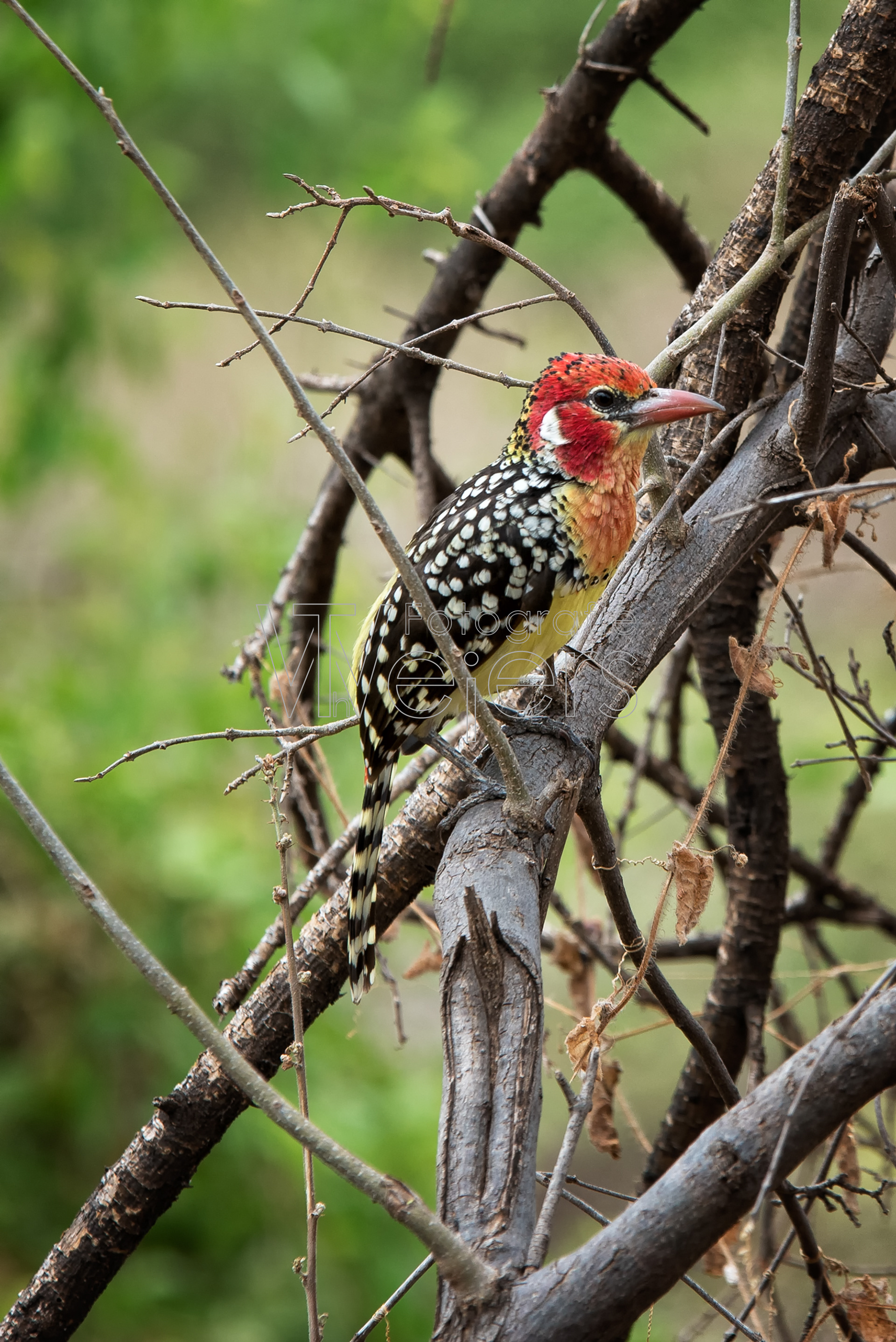 Flammenkopfbartvogel, Afrika