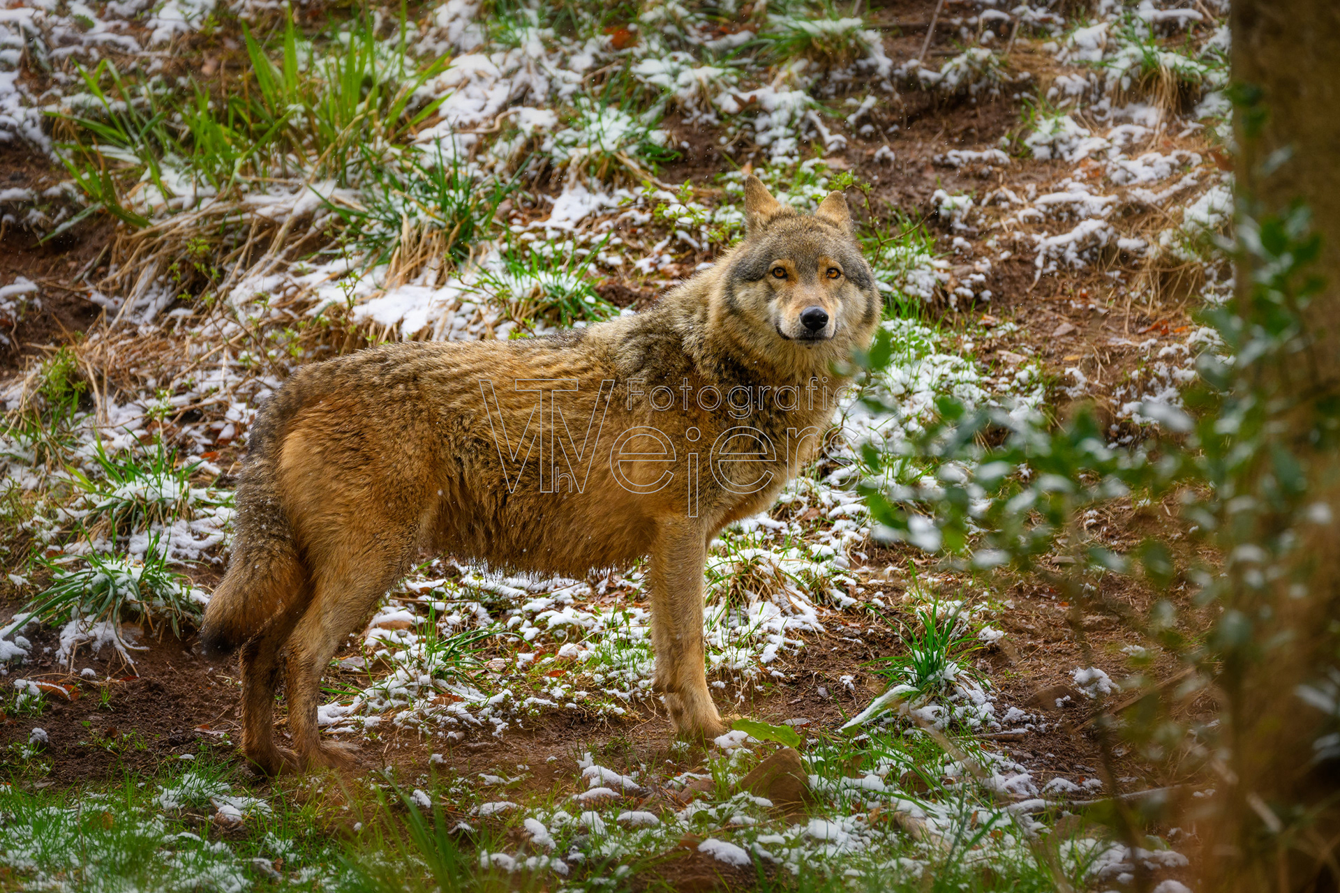 Wolf, Deutschland (WP)