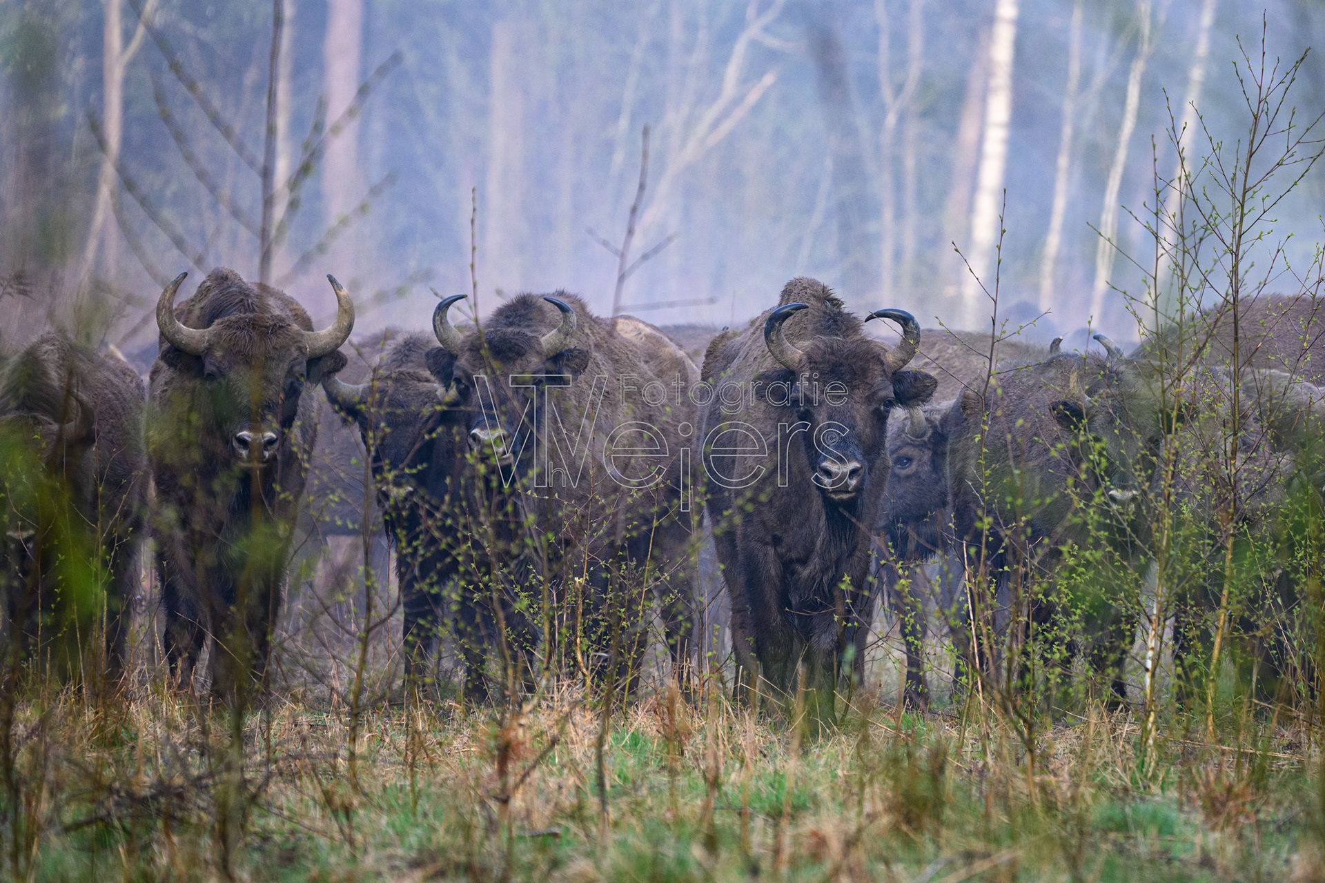 Wisent, Europa