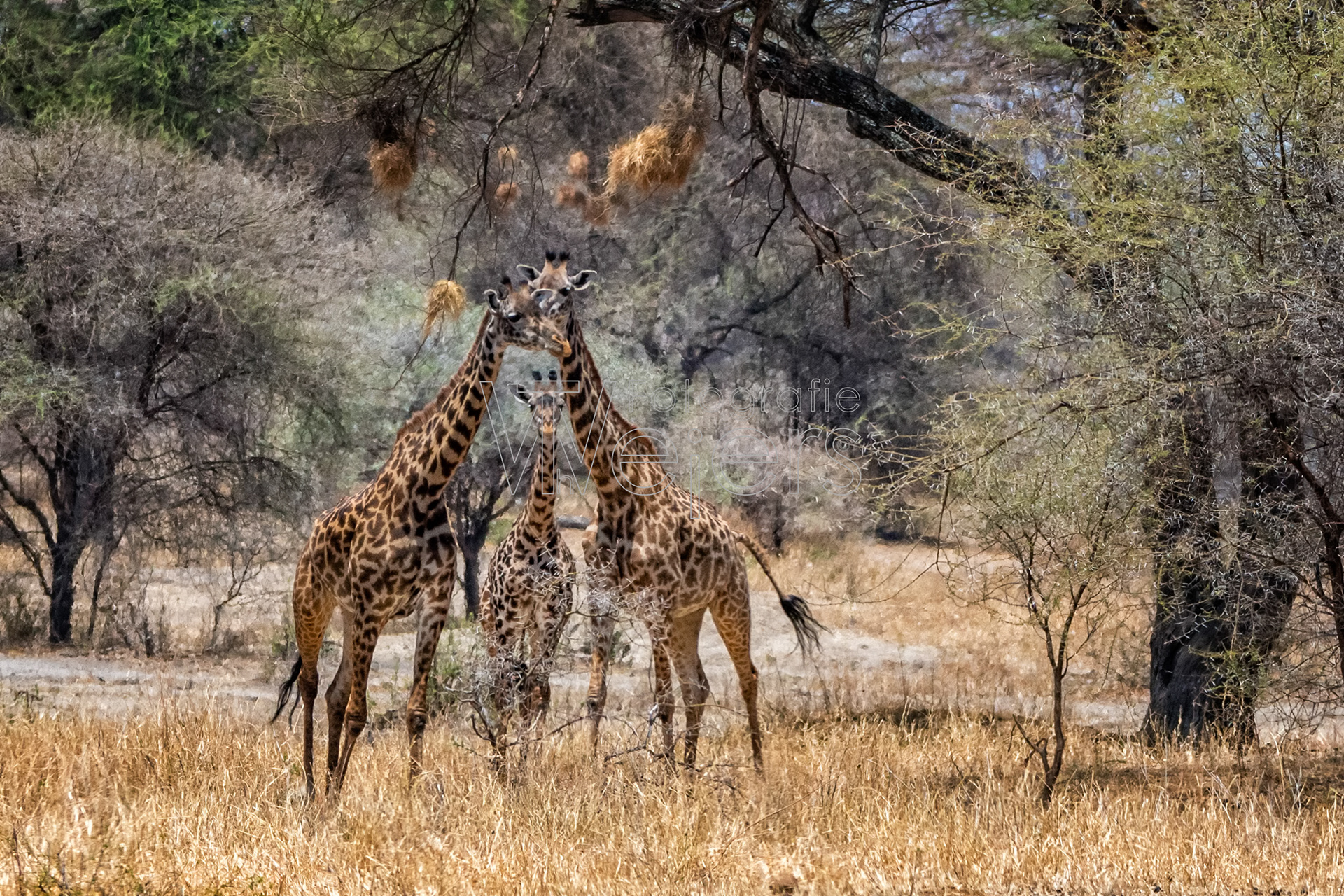 Massaigiraffe, Afrika