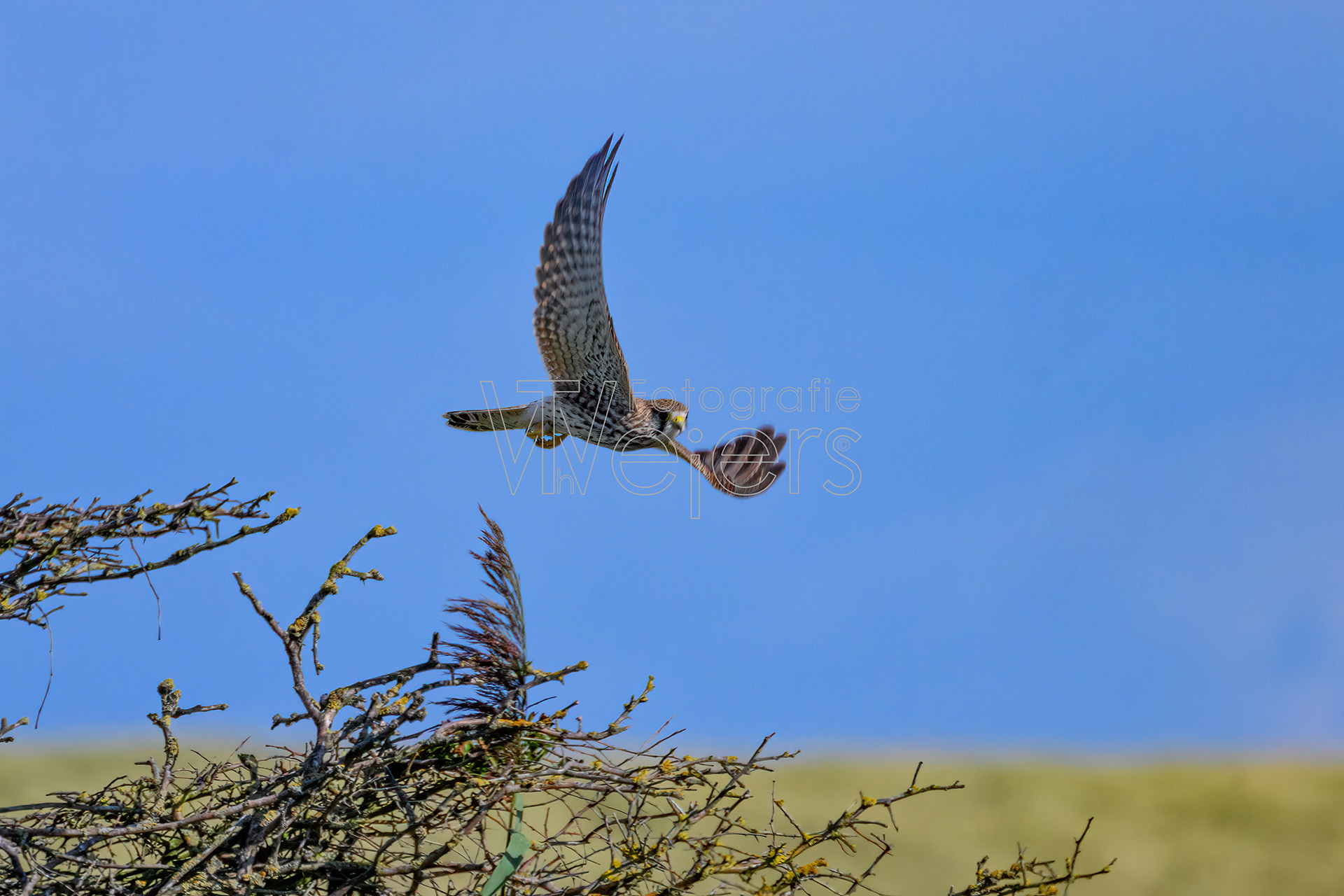 Turmfalke, Europa