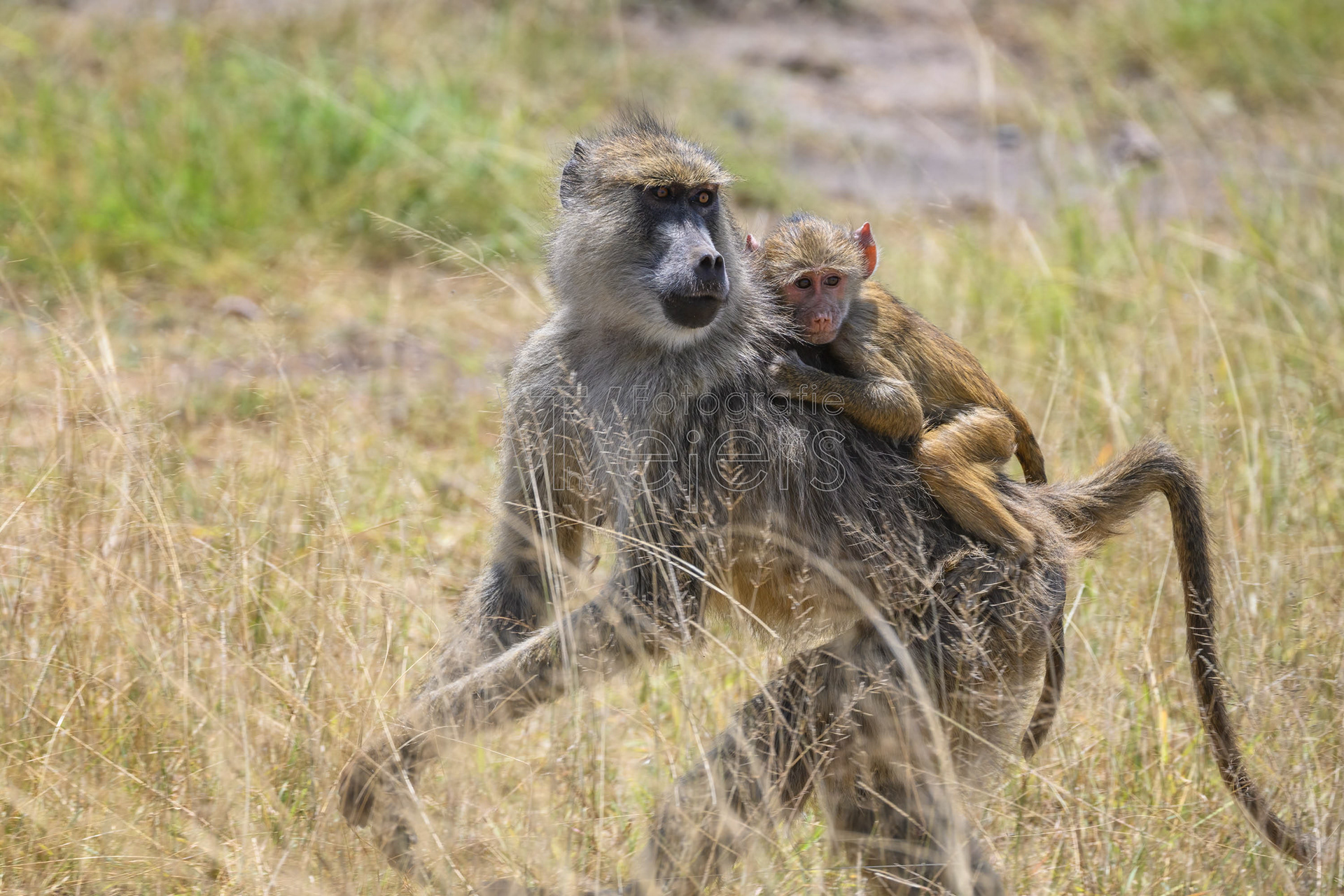 Gelber Pavian (Steppen)