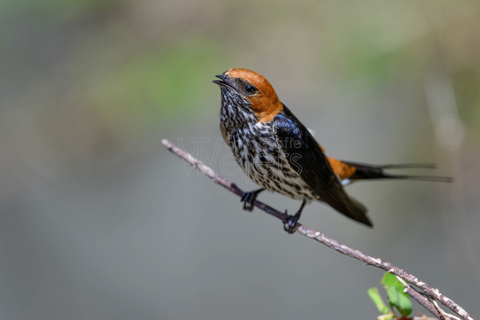 Maidschwalbe, Afrika