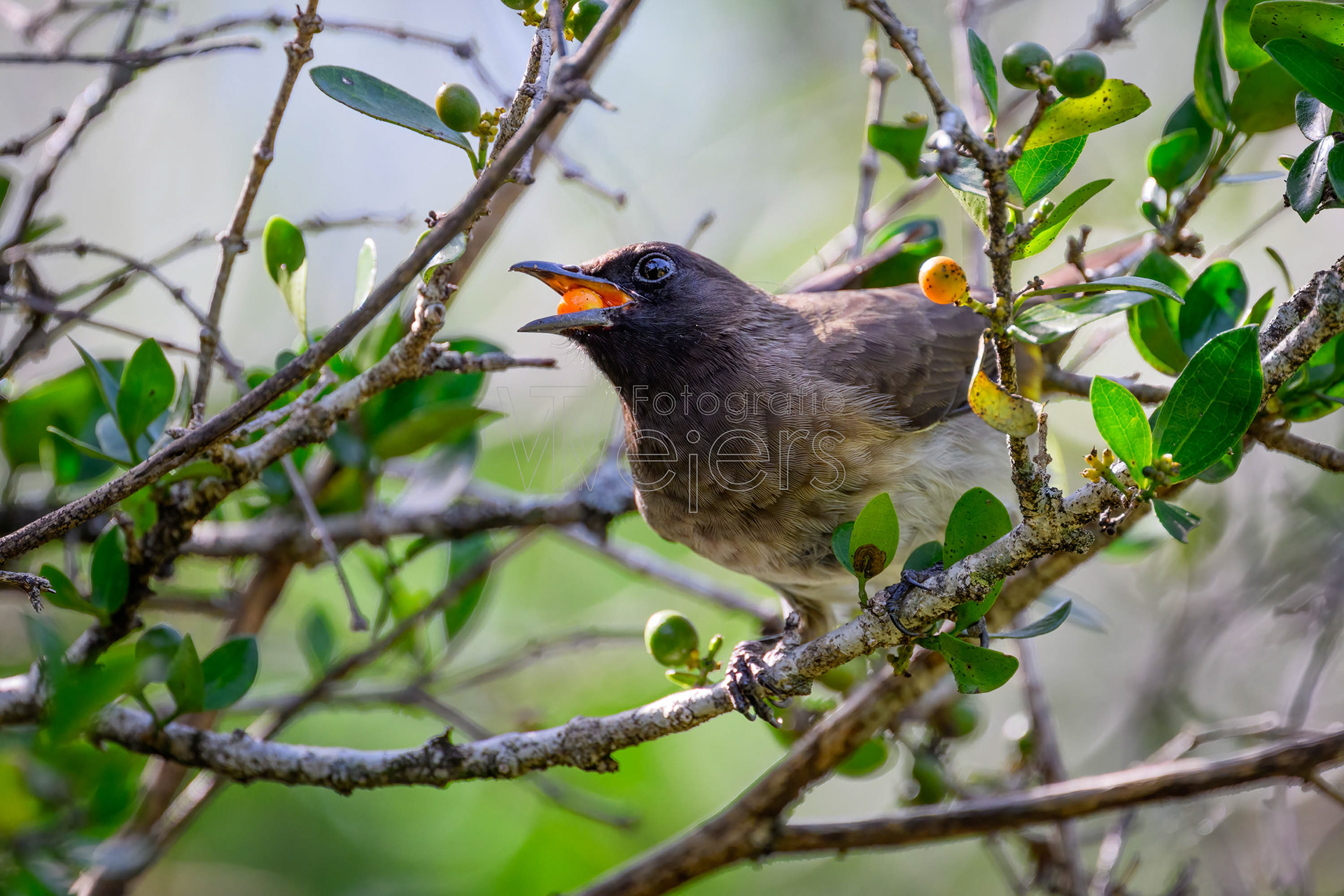 Graubülbül, Afrika