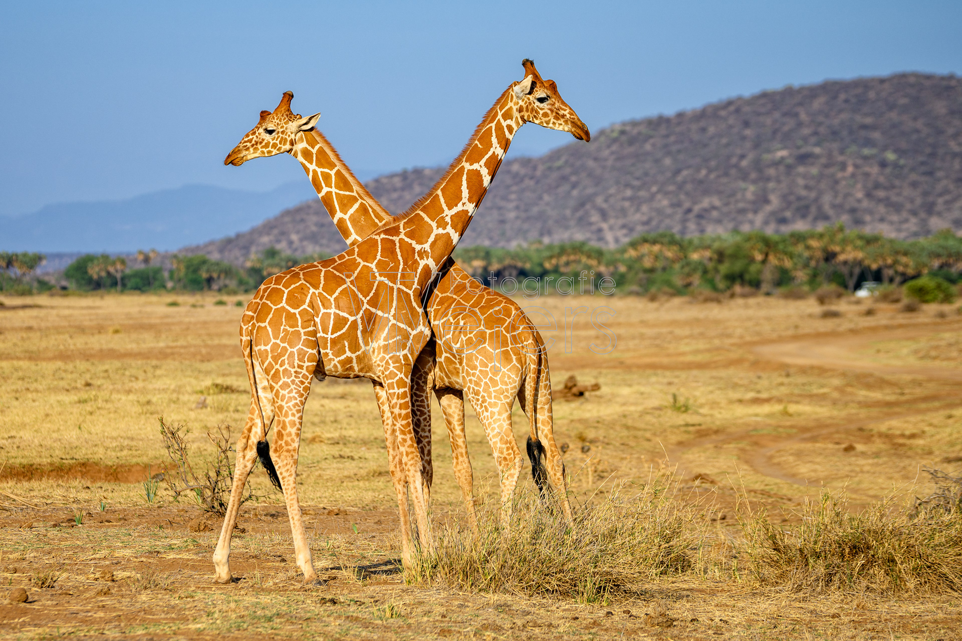 Netzgiraffe, Afrika