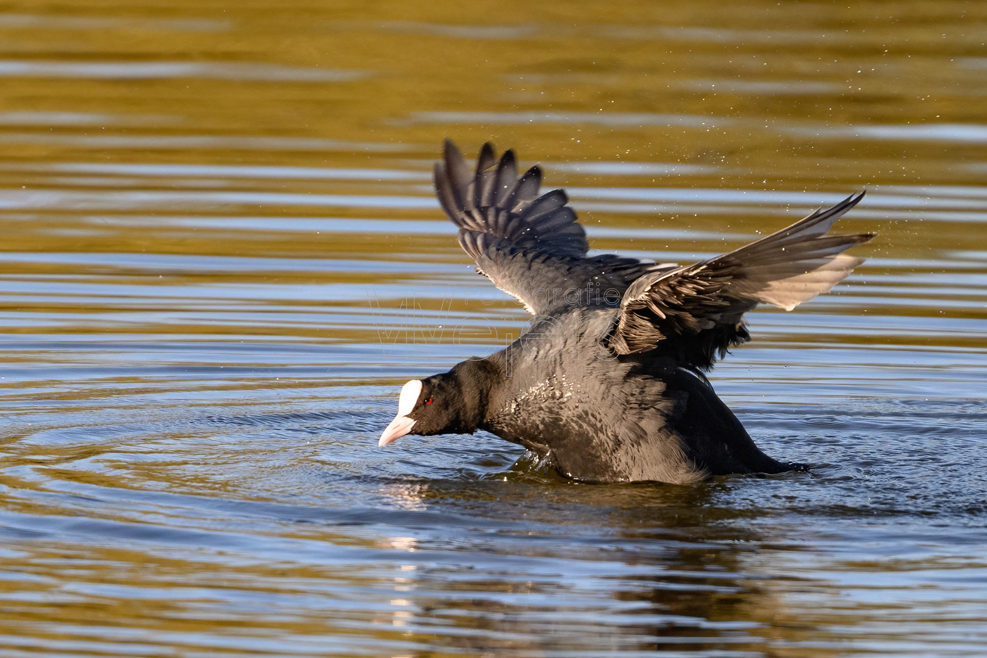 Blässhuhn, Deutschland