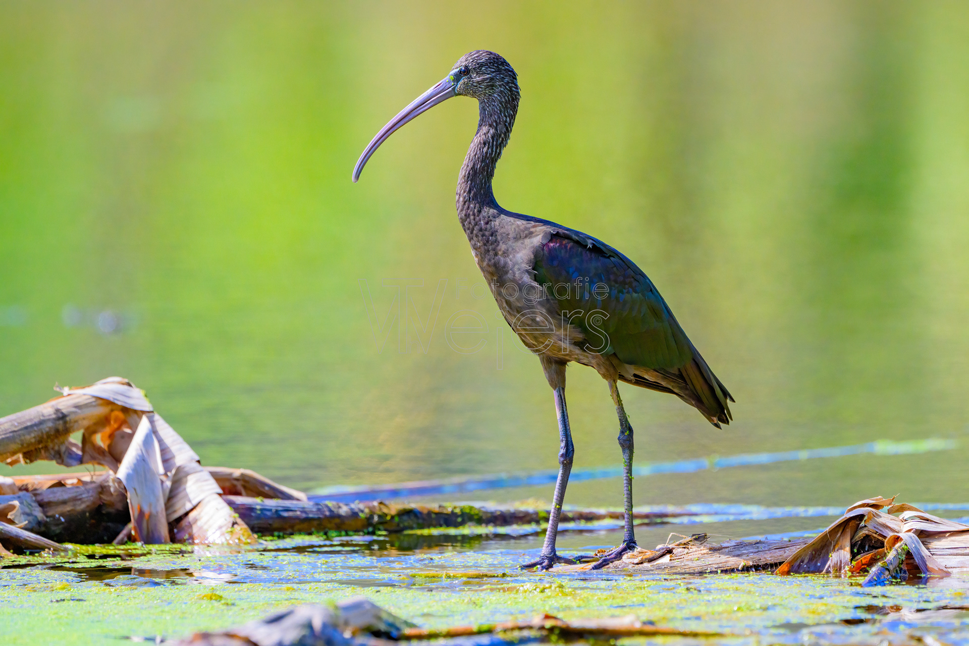 Brauner Sichler, Afrika