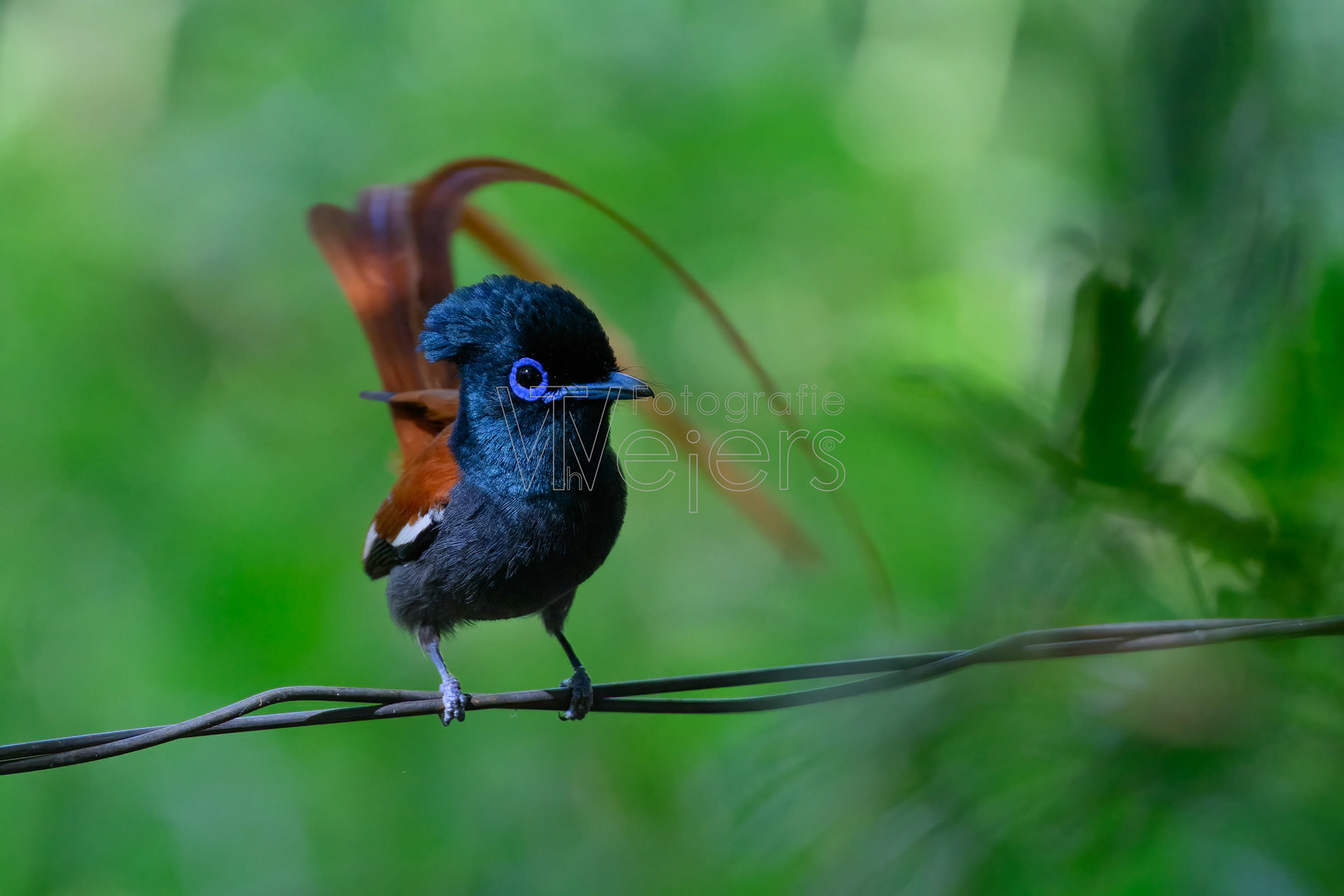 Graubrust-Paradiesschnäpper, Afrika