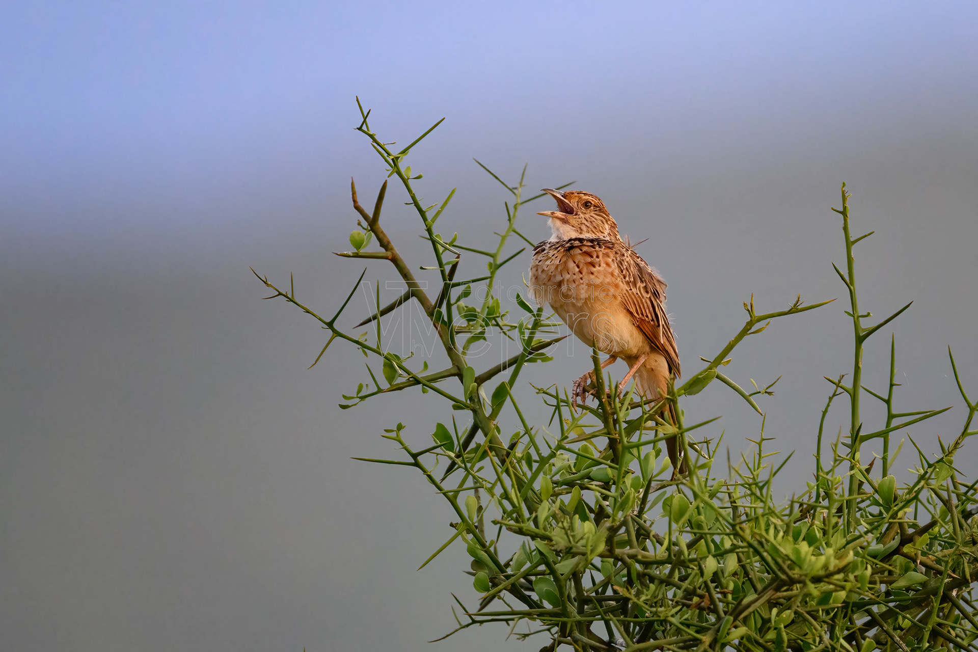 Baumklapperlerche, Afrika