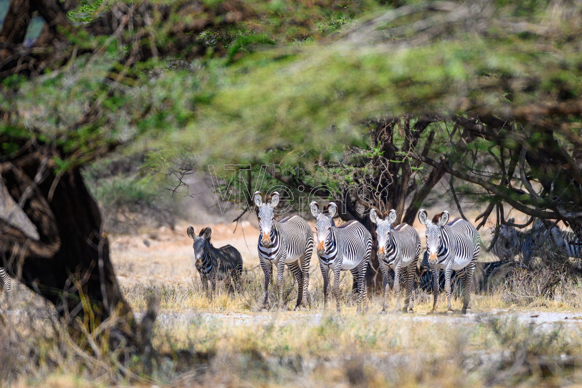 Grévyzebra, Afrika