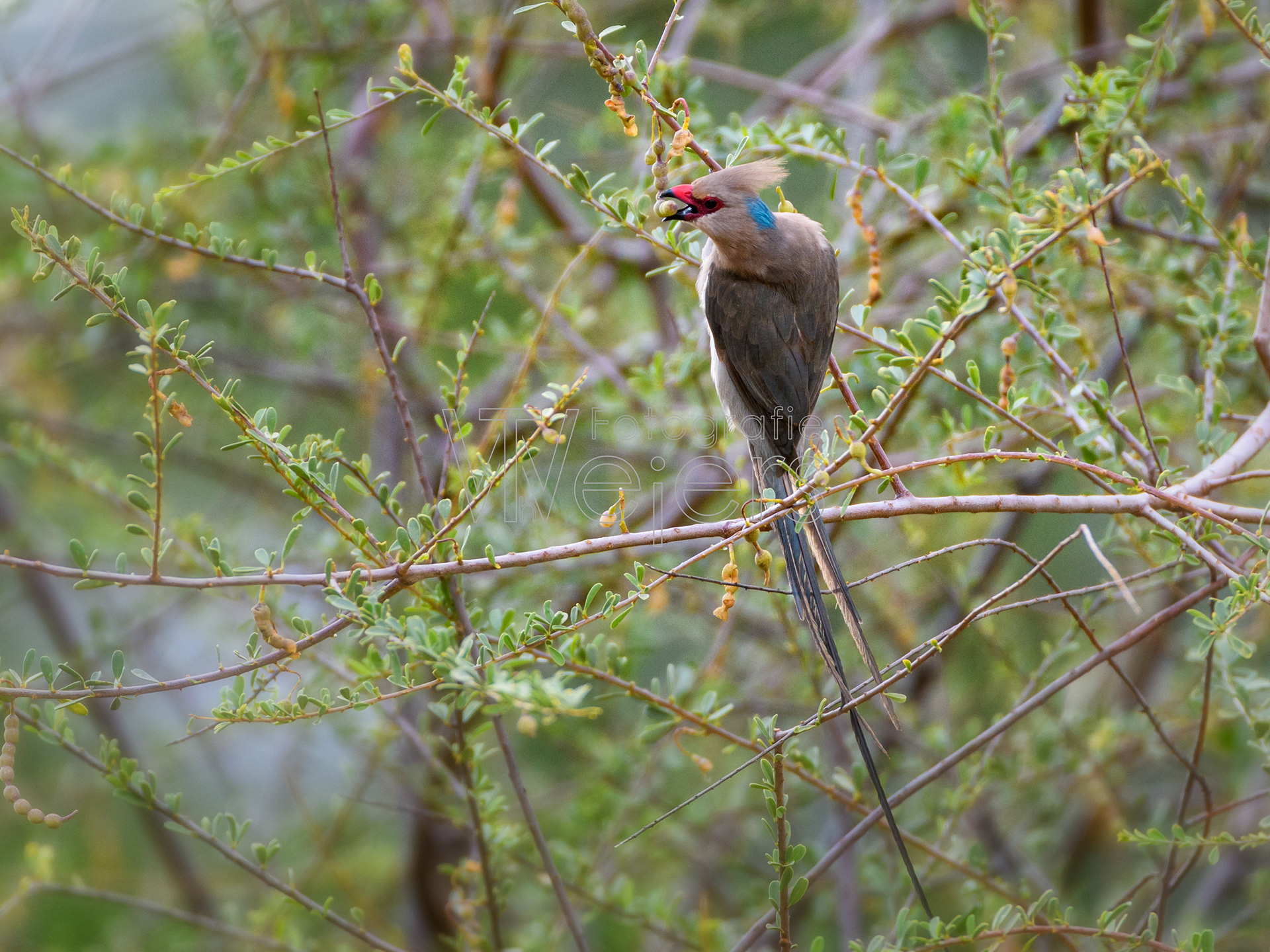 Blaunackenmausvogel, Afrika