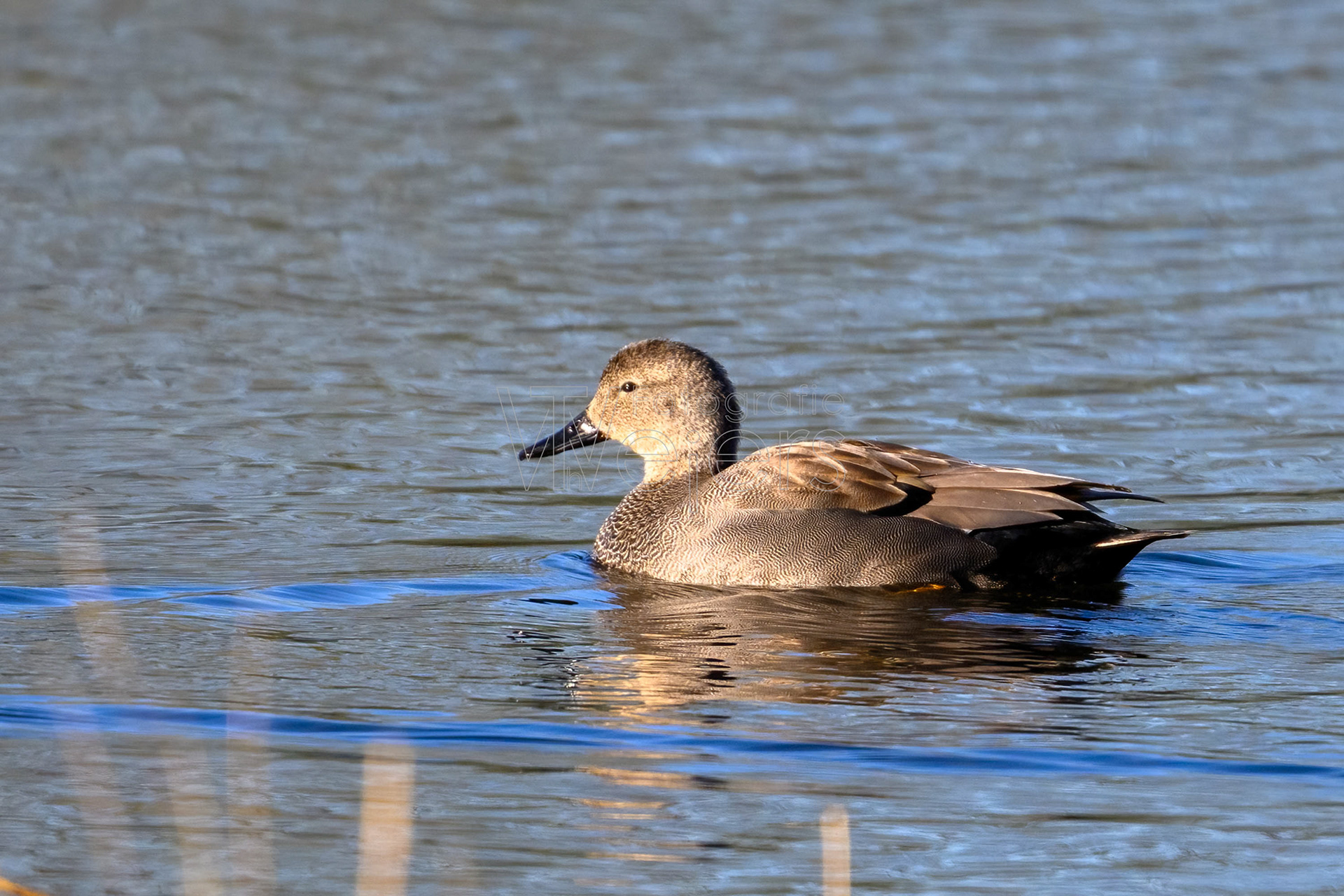 Schnatterente, Deutschland