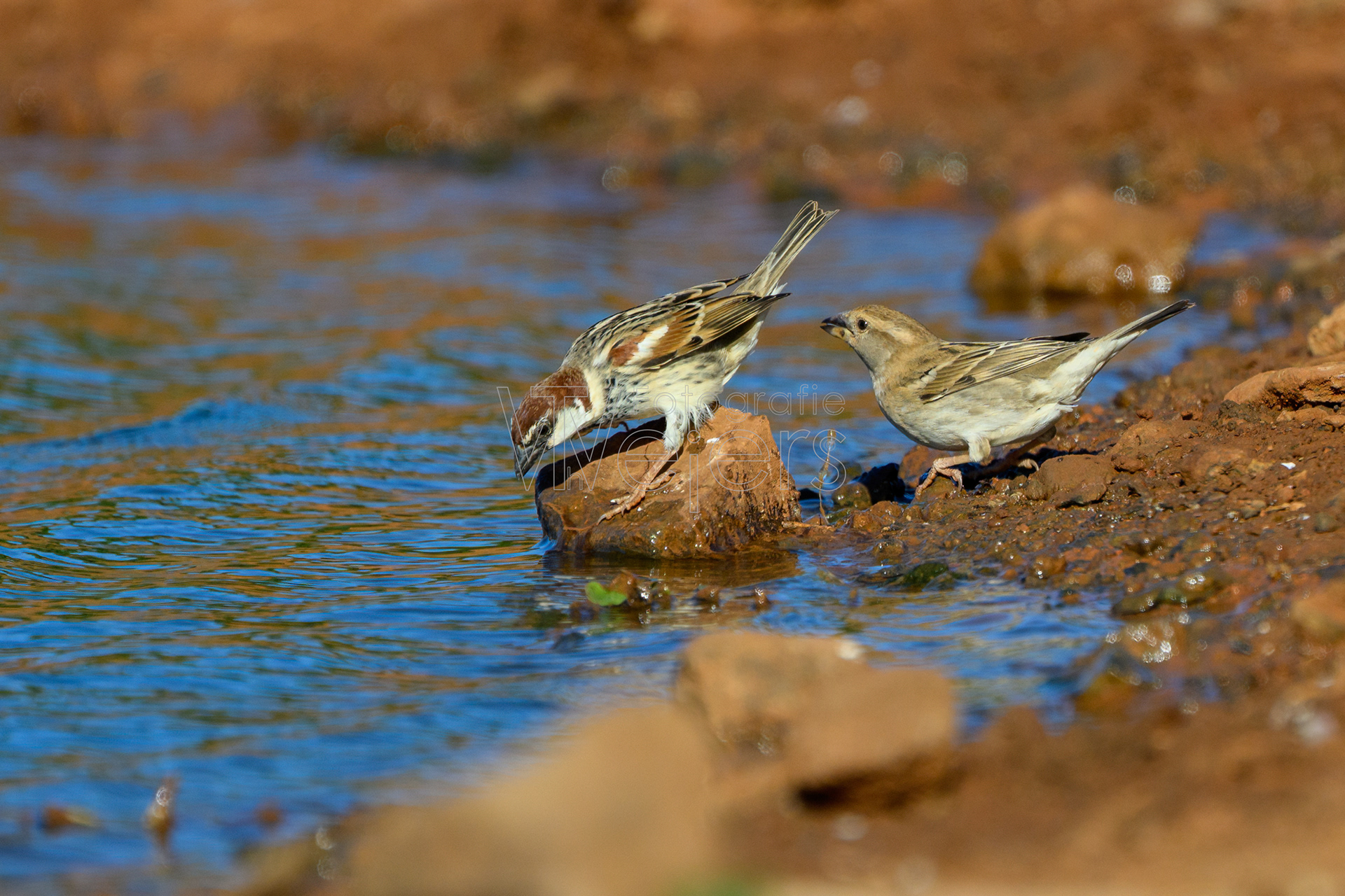 Weidensperling, Afrika