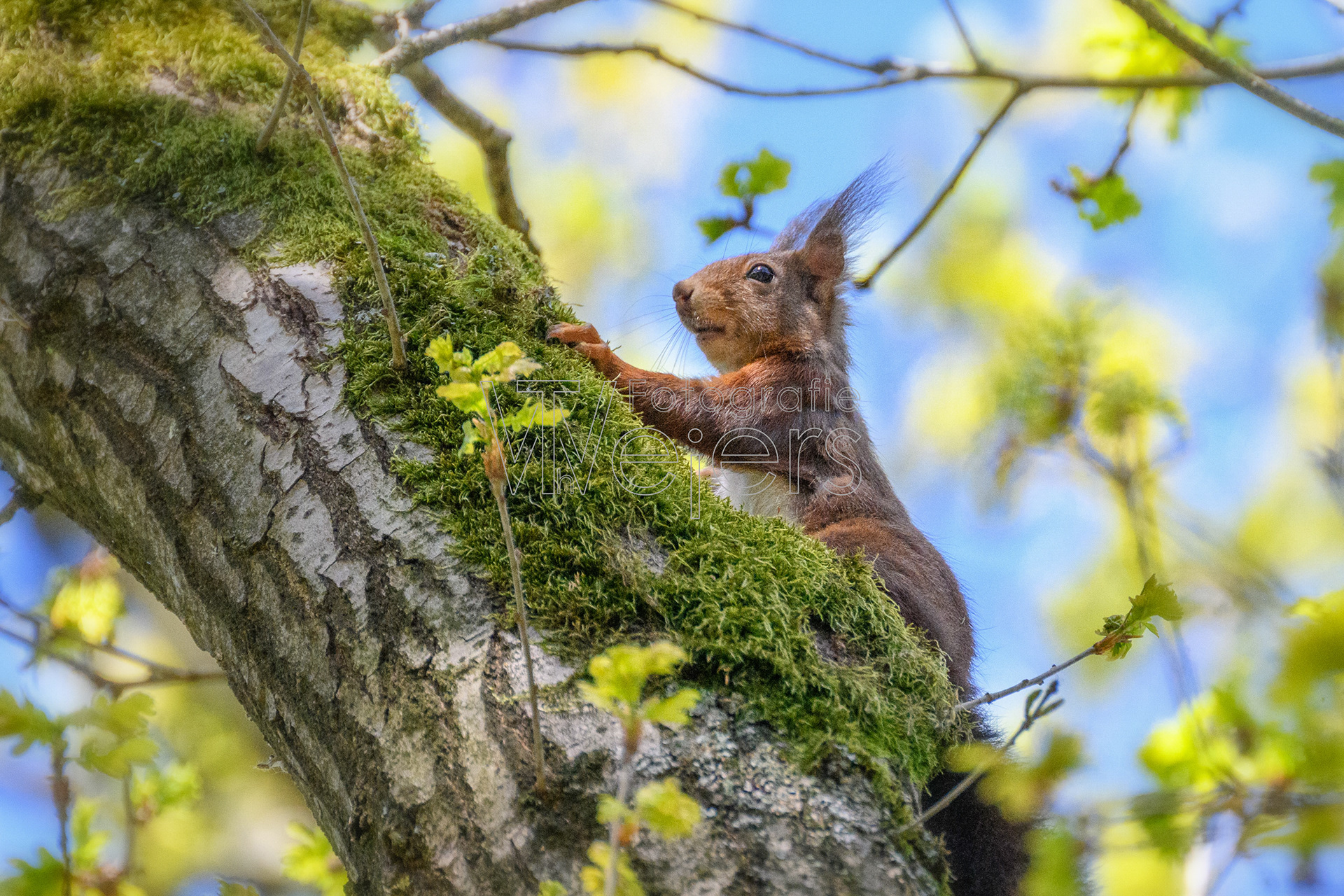 Eichhörnchen, Deutschland