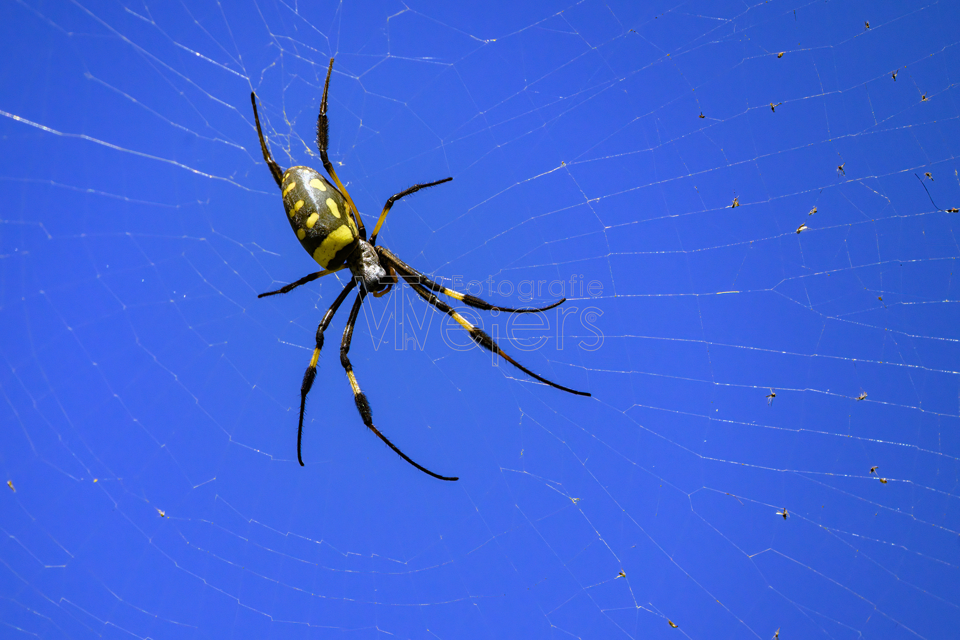 Seidenspinne, Afrika