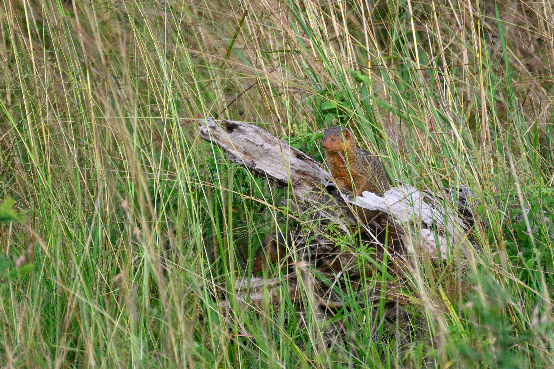 Zwergmanguste, Afrika