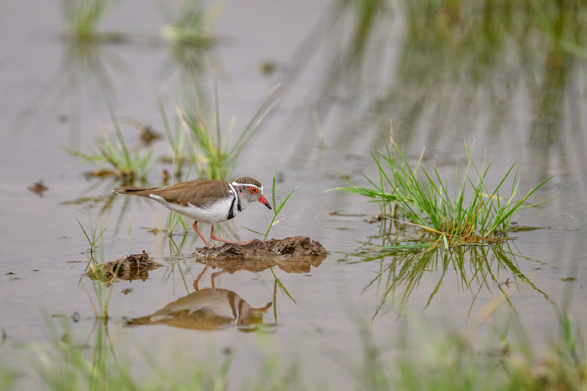Dreibandregenpfeifer, Afrika