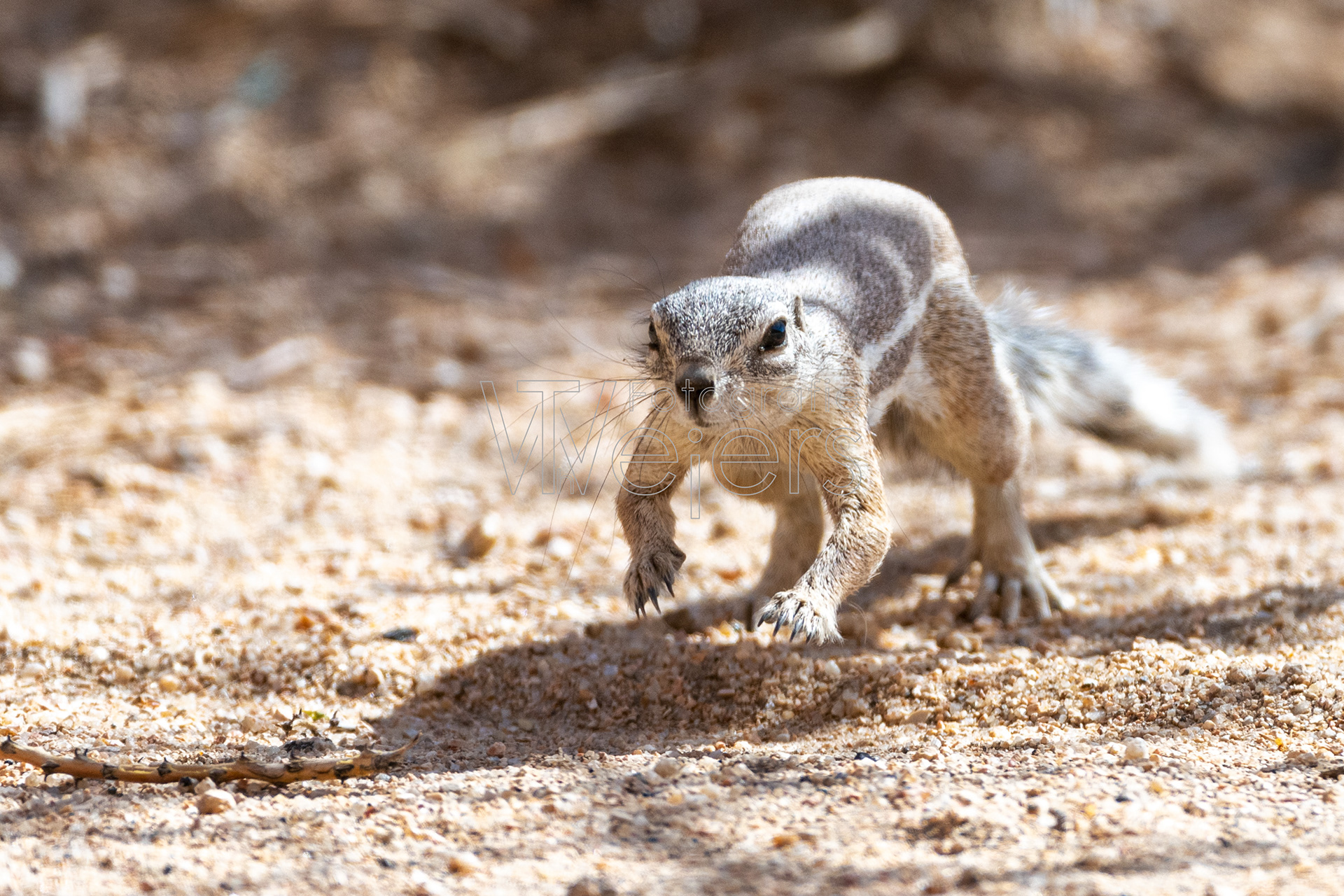 Kap-Borstenhörnchen, Afrika