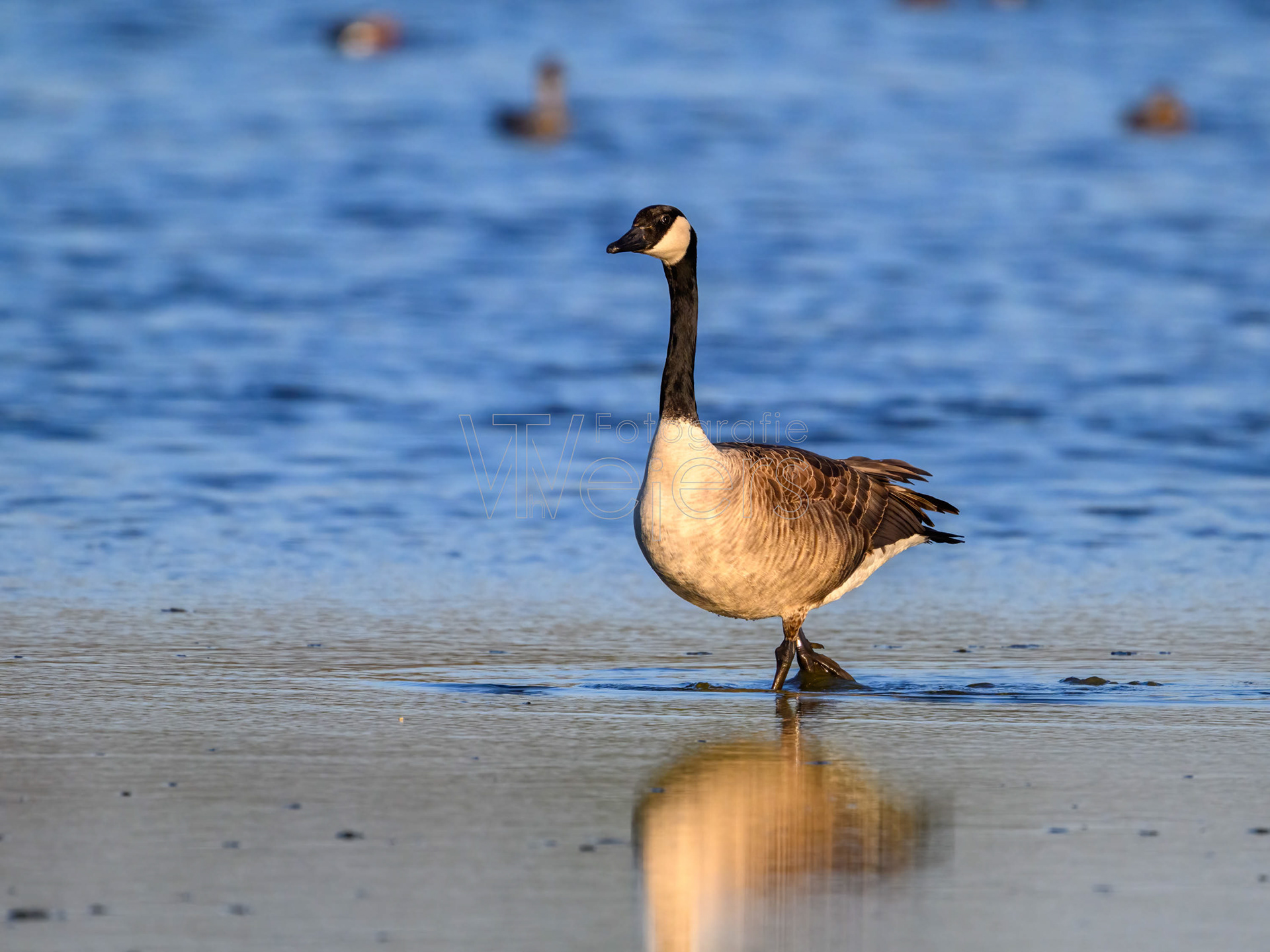 Kanadagans, Deutschland