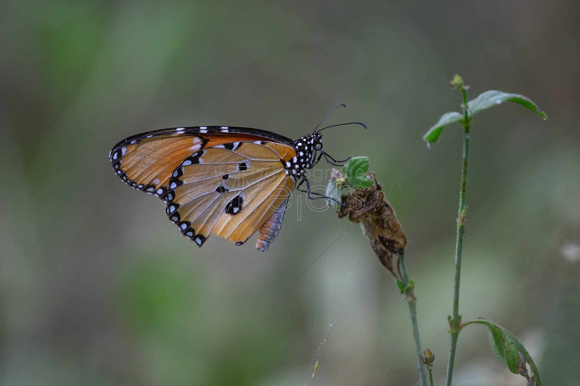 Kleine Monarch, Afrika