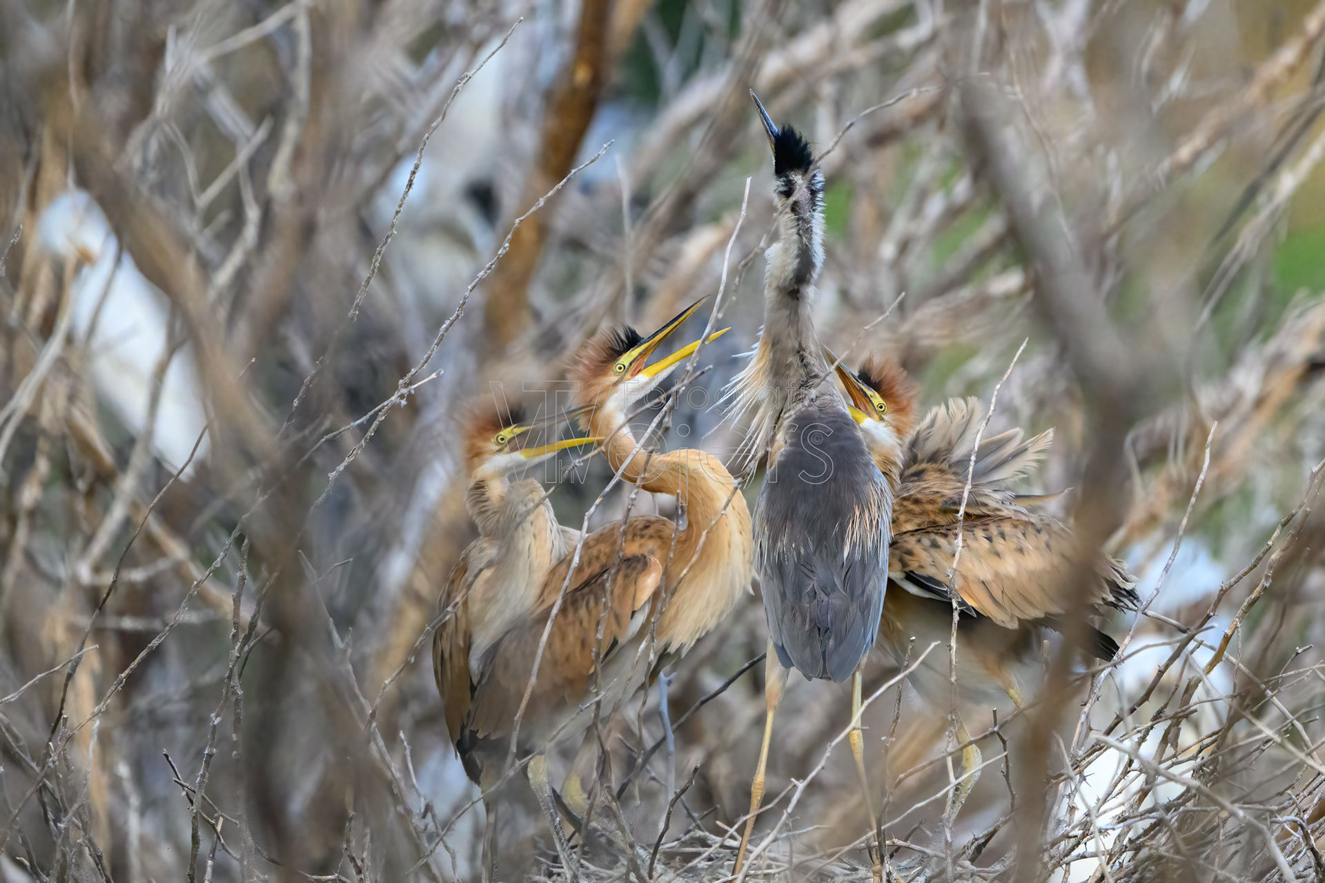 Purpurreiher, Afrika