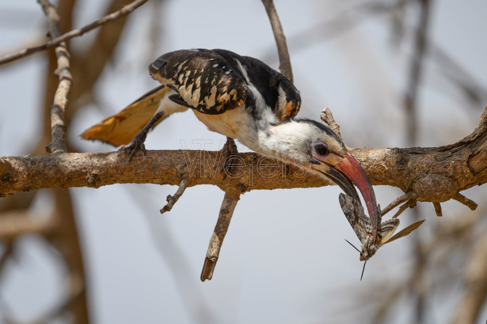 Rotschnabeltoko, Afrika