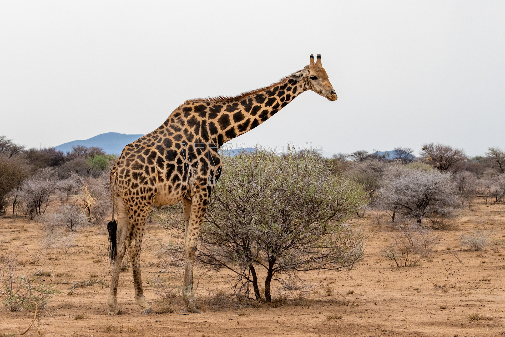 Angolagiraffe, Afrika