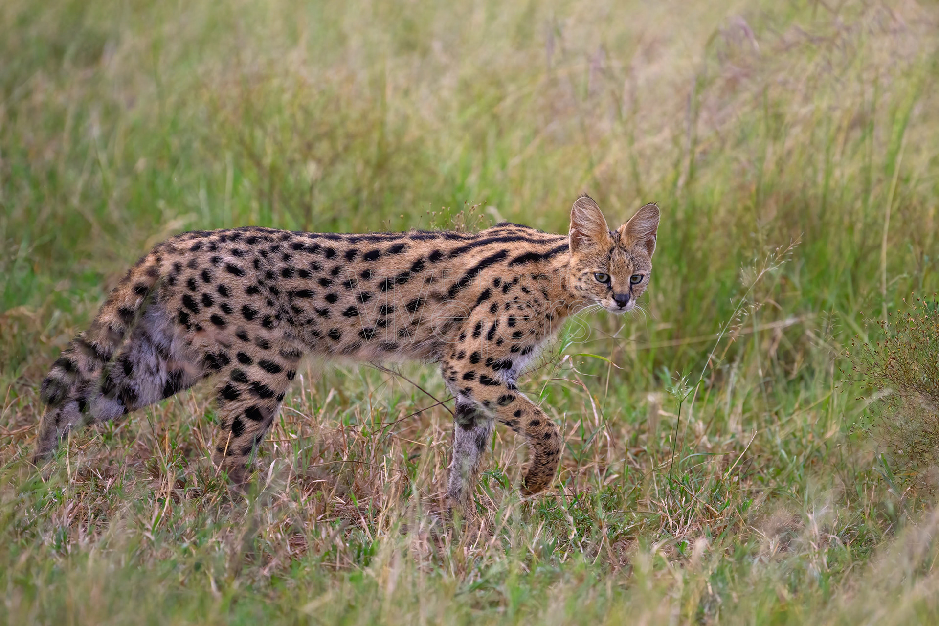 Serval, Afrika