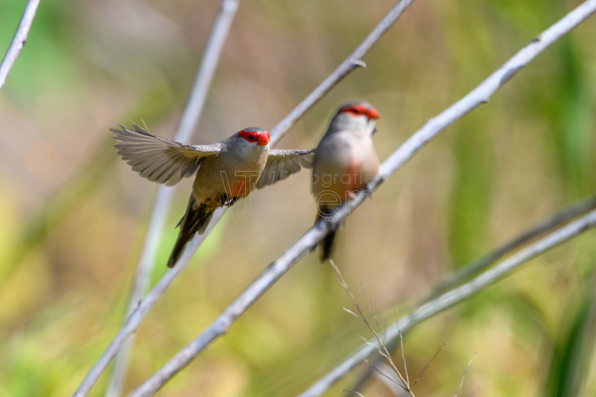 Wellenastrild, Afrika