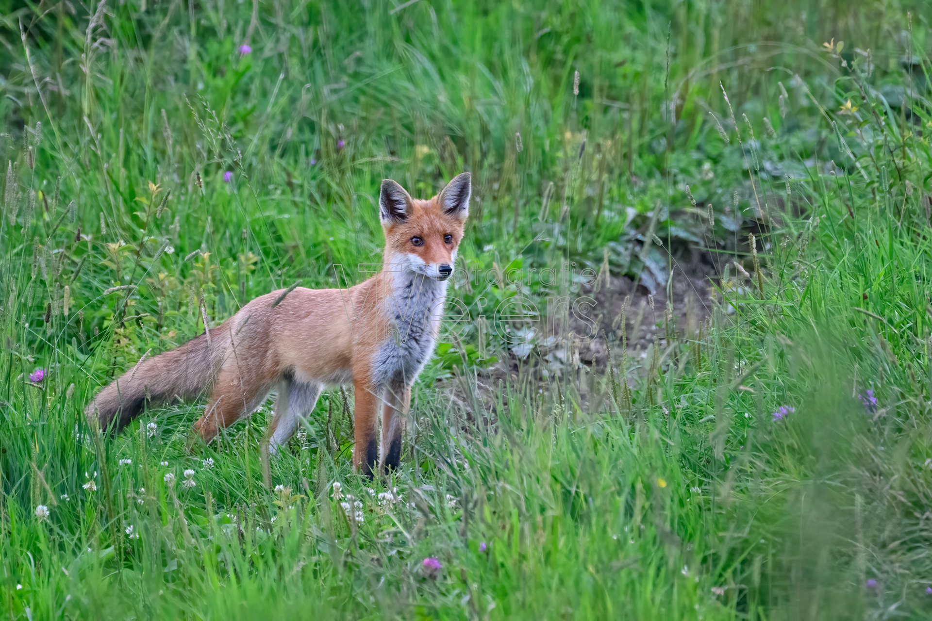 Rotfuchs, Europa